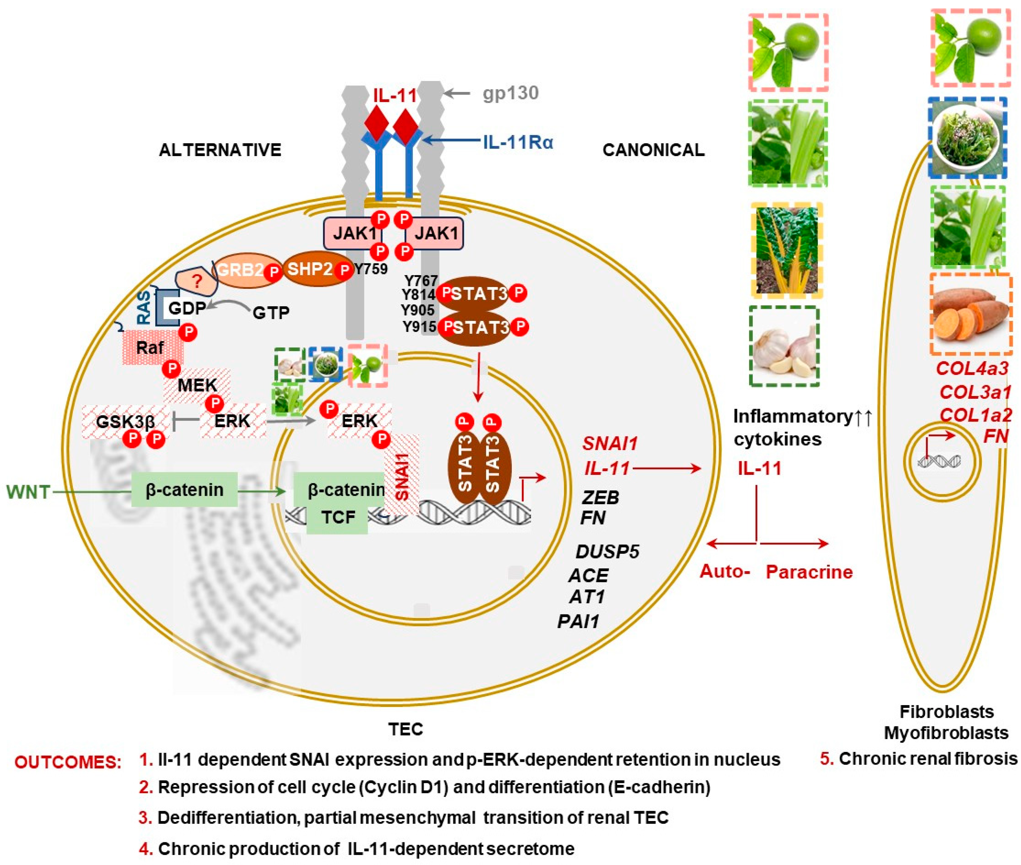 Nutrients 16 01342 g003