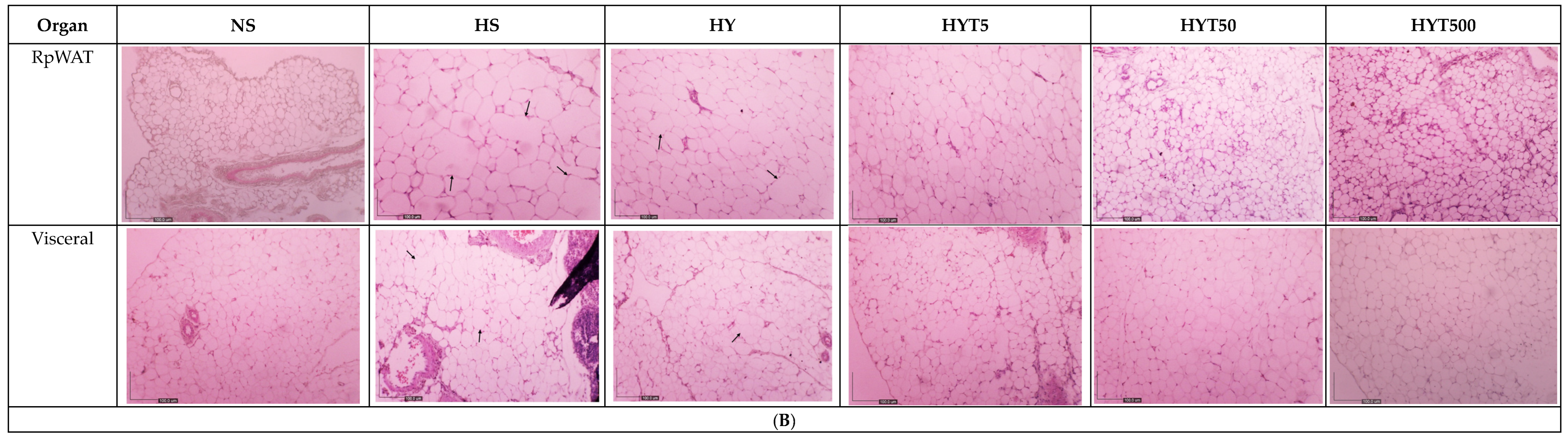 Nutrients 16 01356 g003c