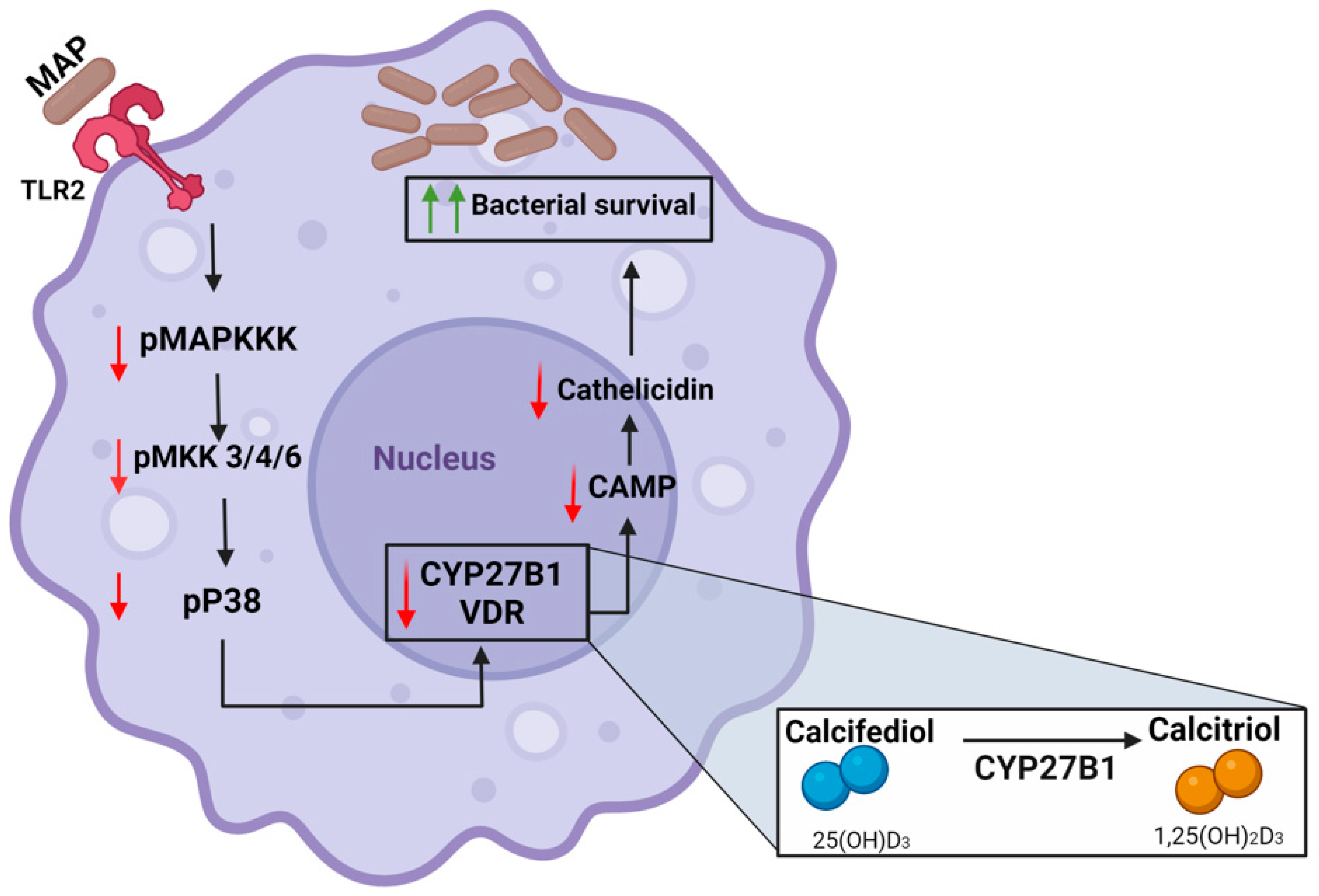 Nutrients 16 01358 g007