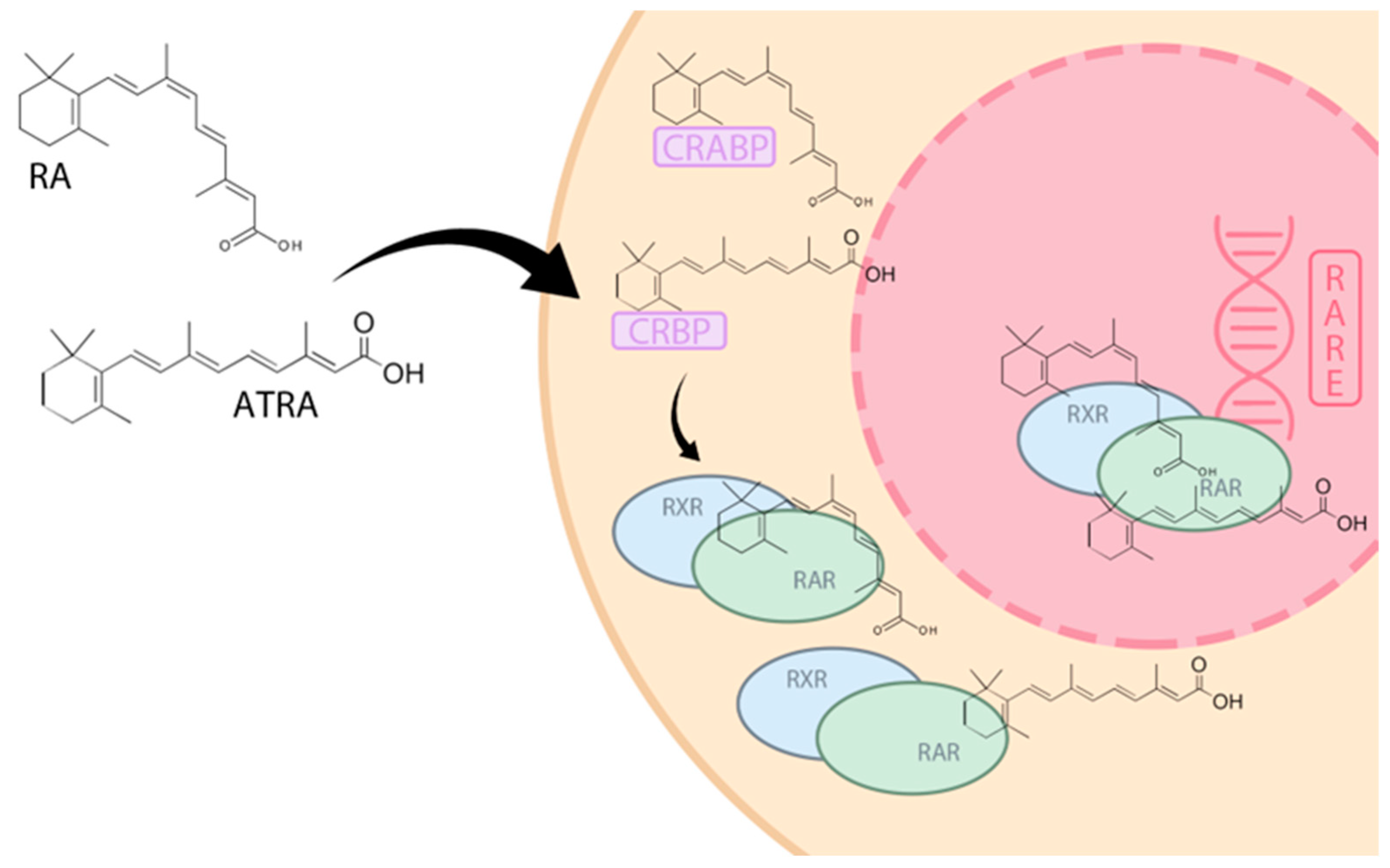 Nutrients 16 01392 g001