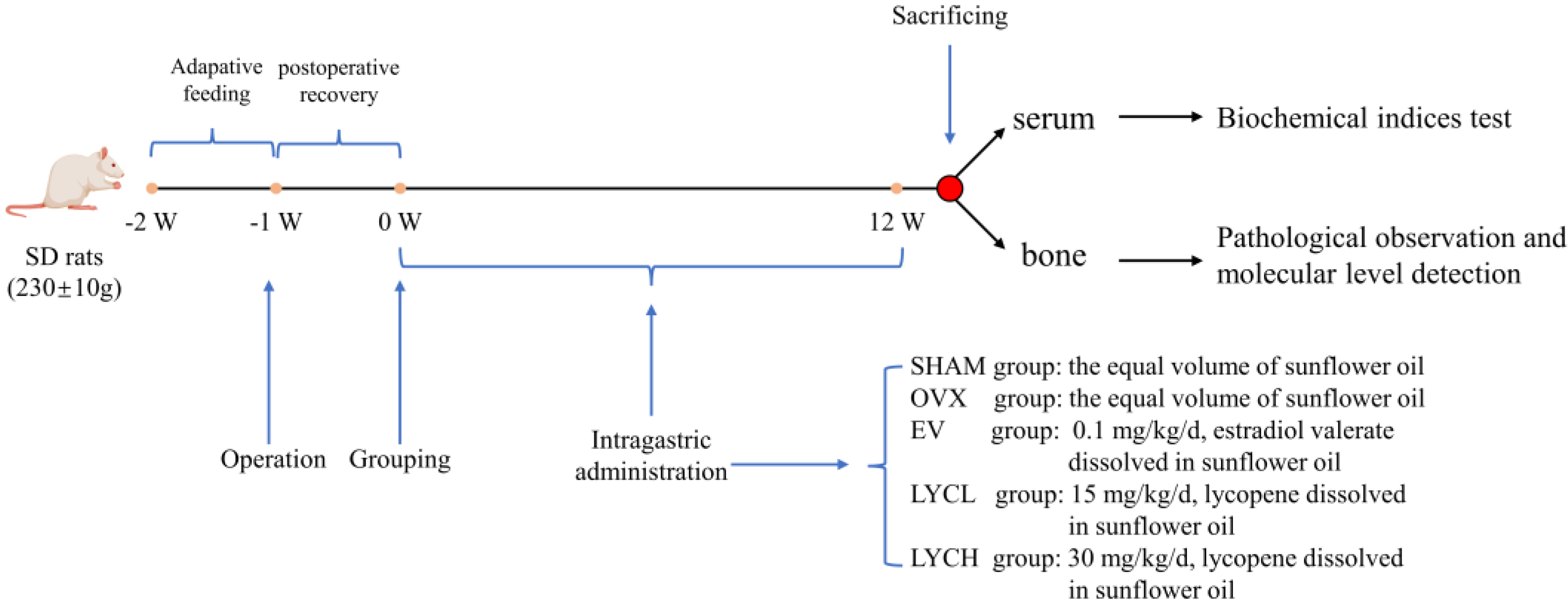 Nutrients 16 01443 g001