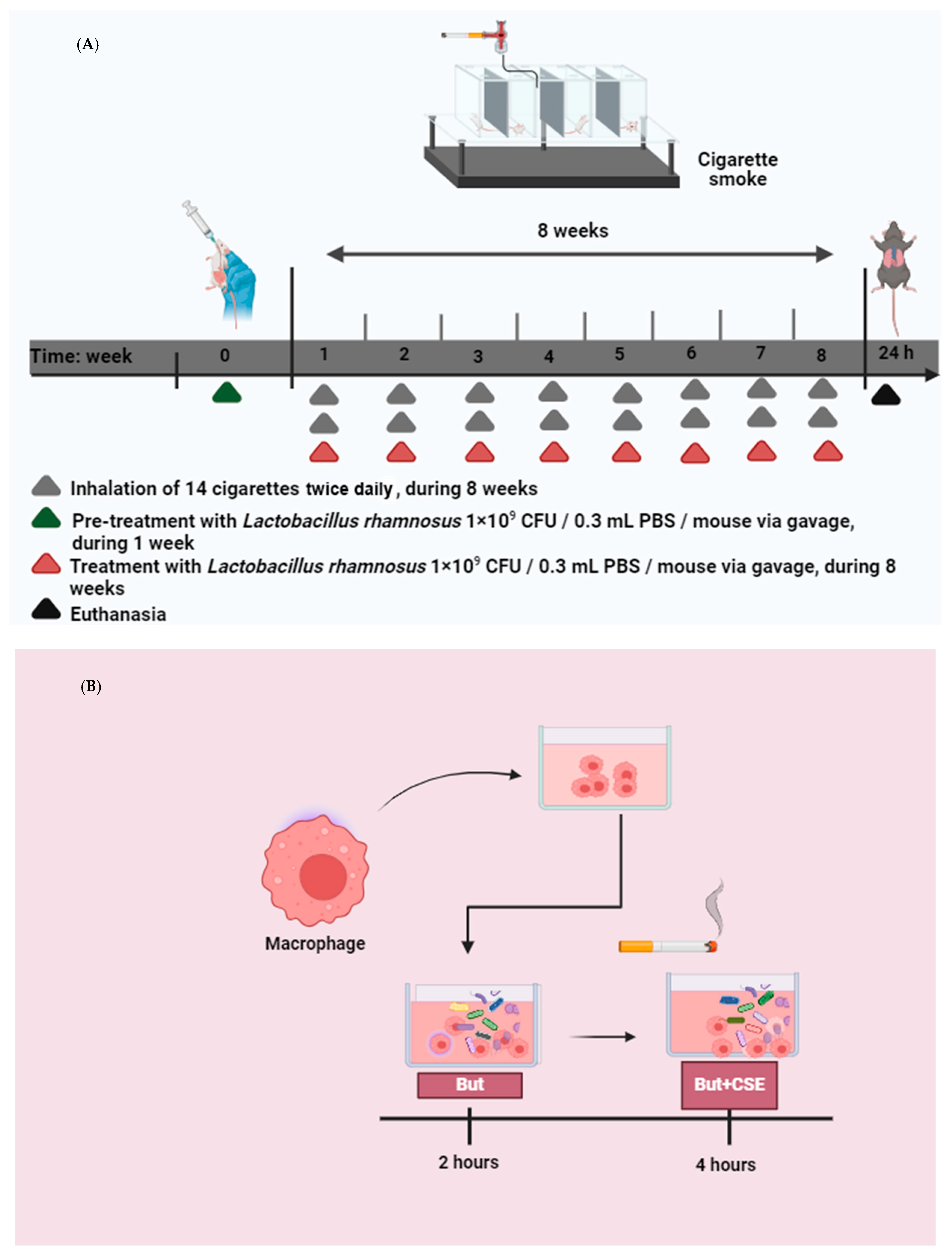 Nutrients 16 01509 g001