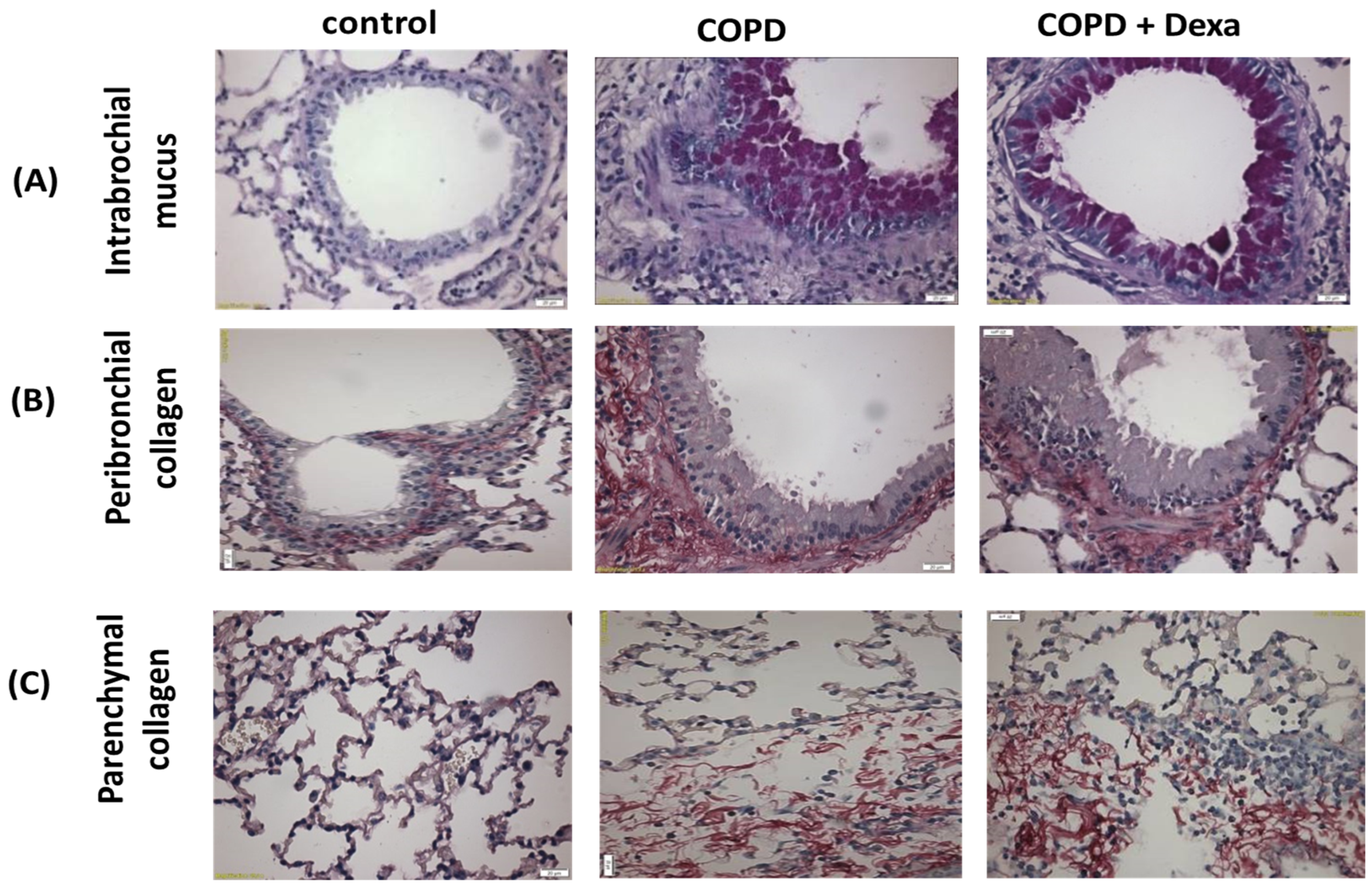 Nutrients 16 01509 g002