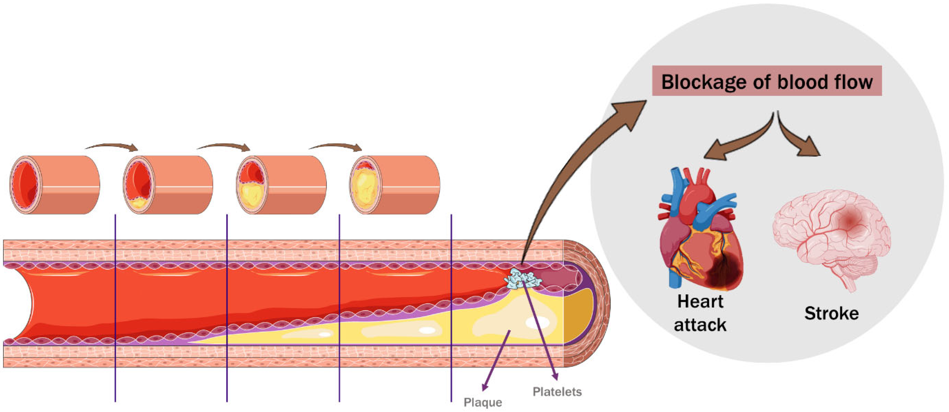 Nutrients 16 01597 g001