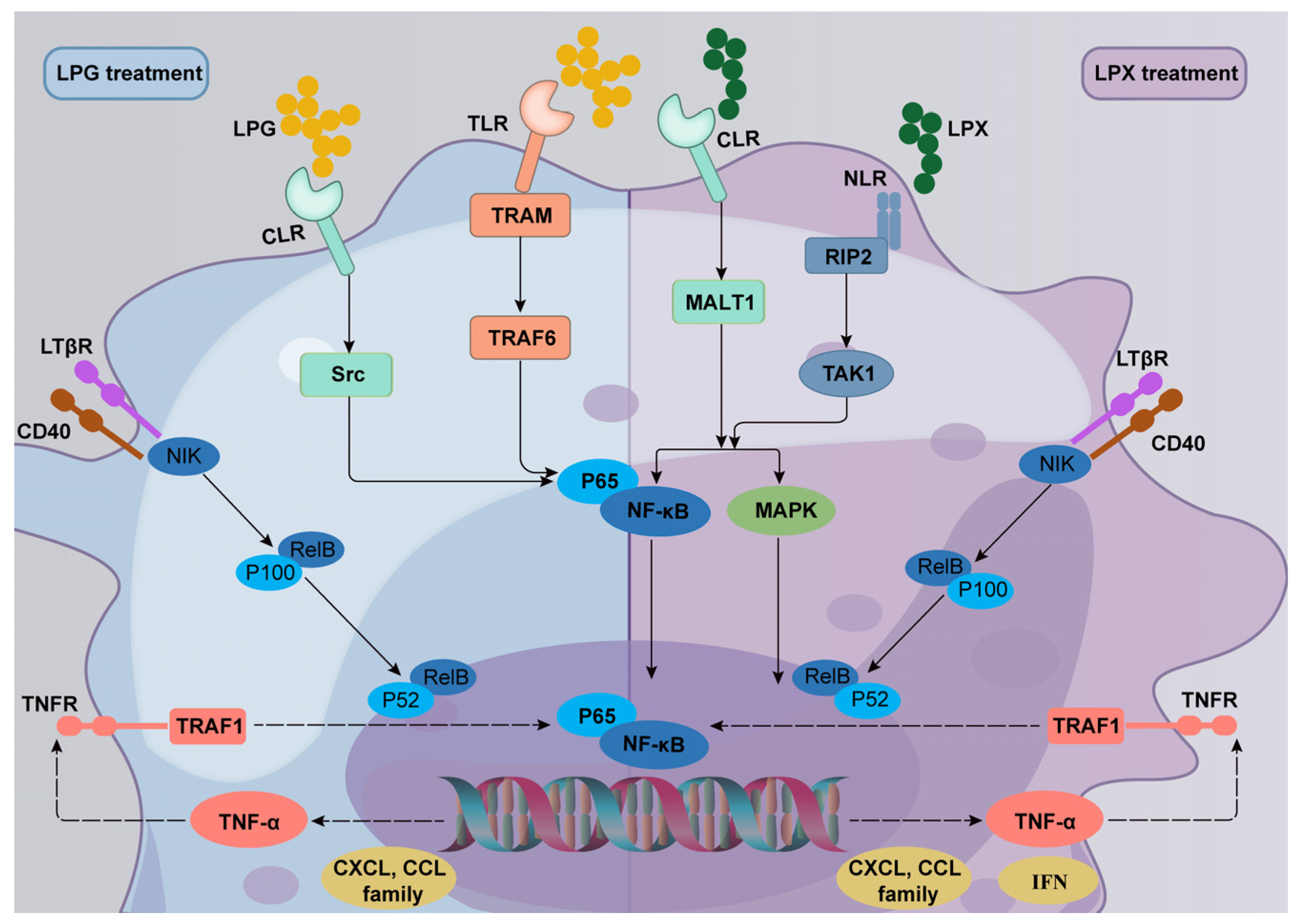 Nutrients 16 01654 g007