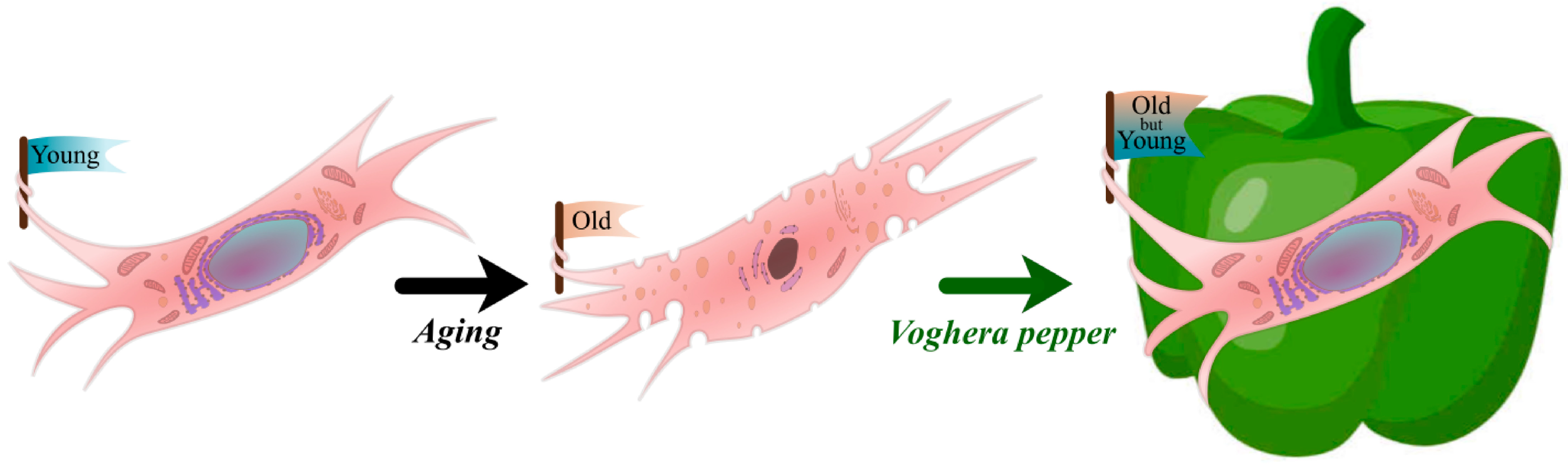 Nutrients 16 01681 g001