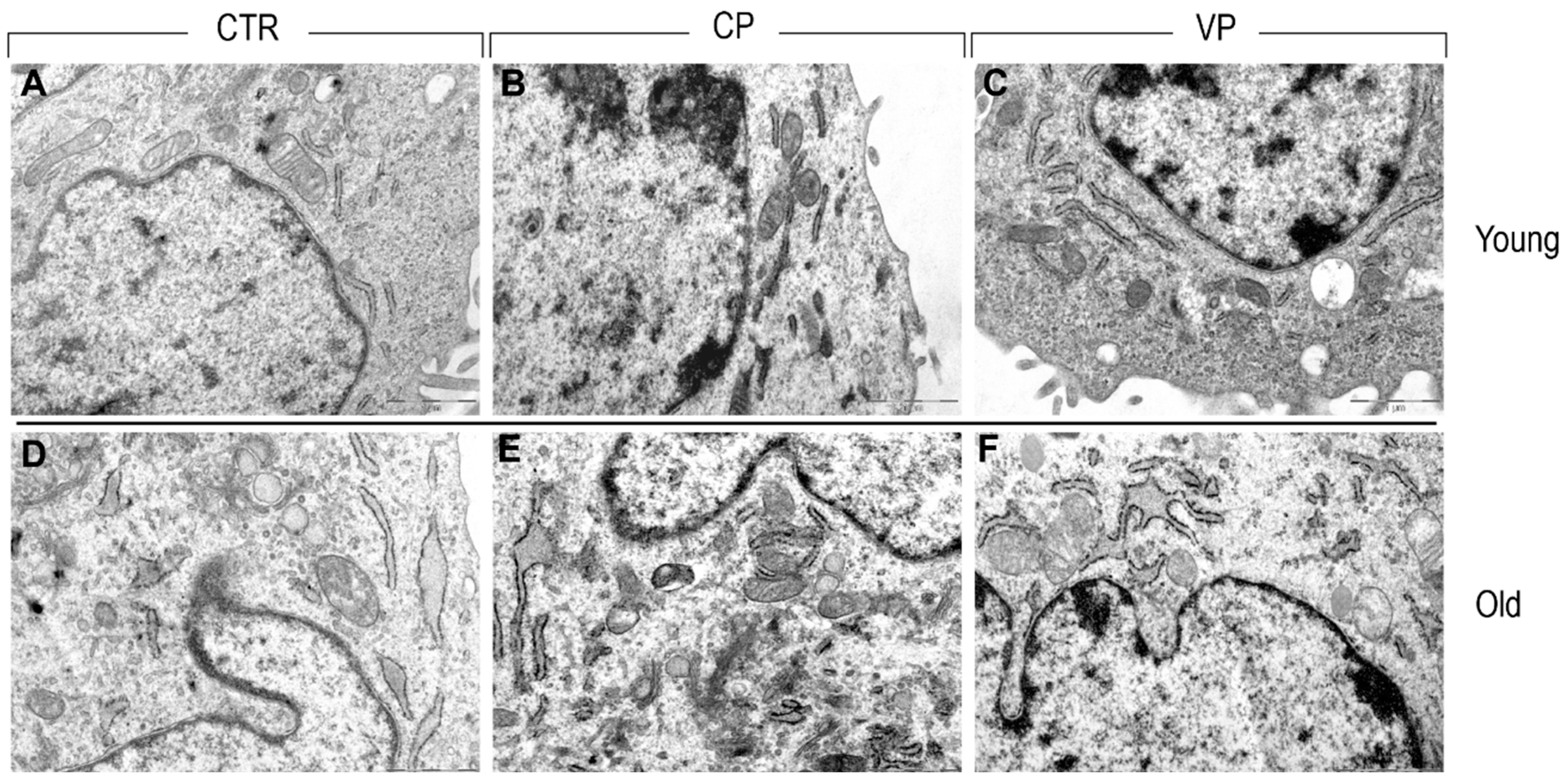 Nutrients 16 01681 g010