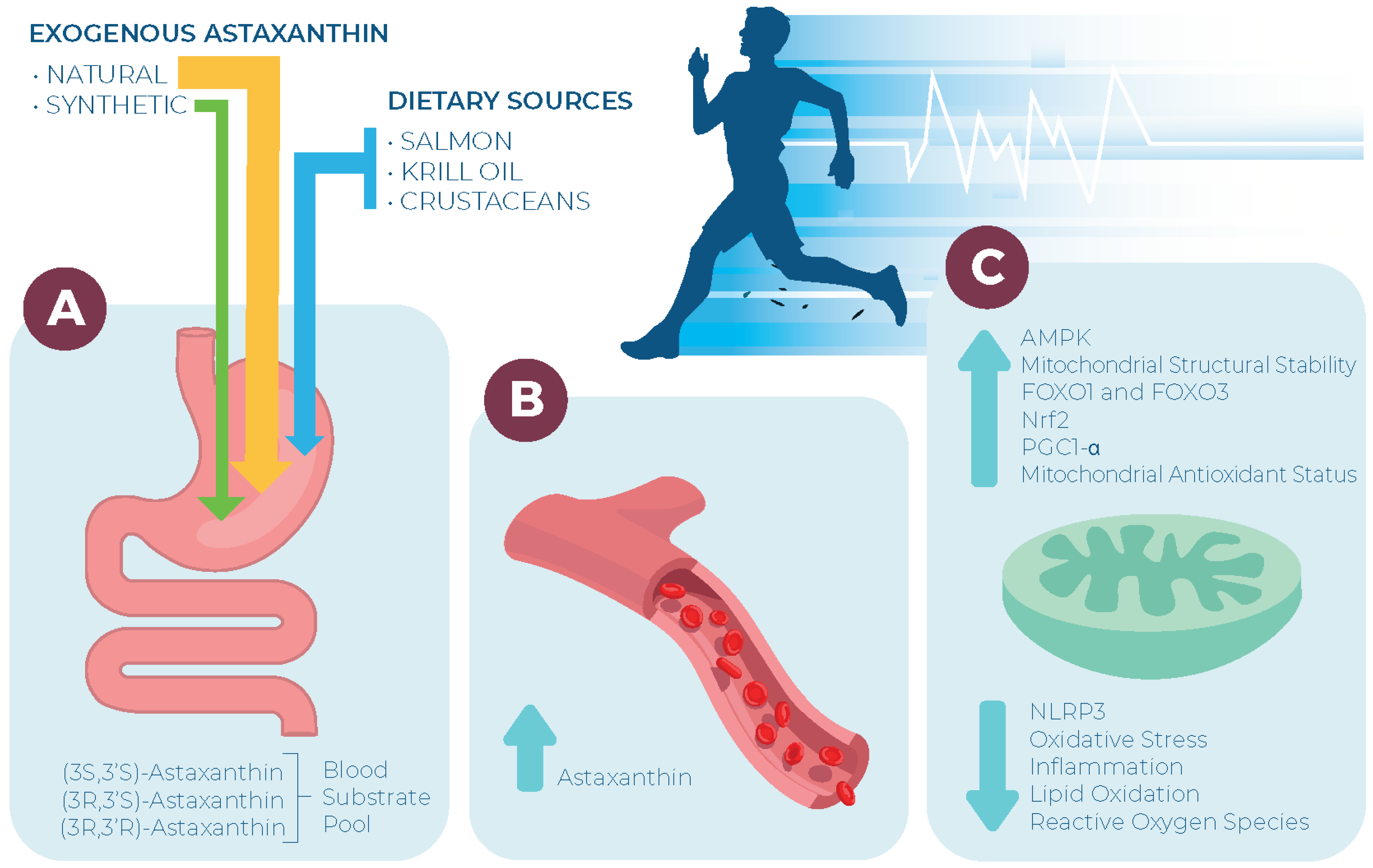 Nutrients 16 01750 g003