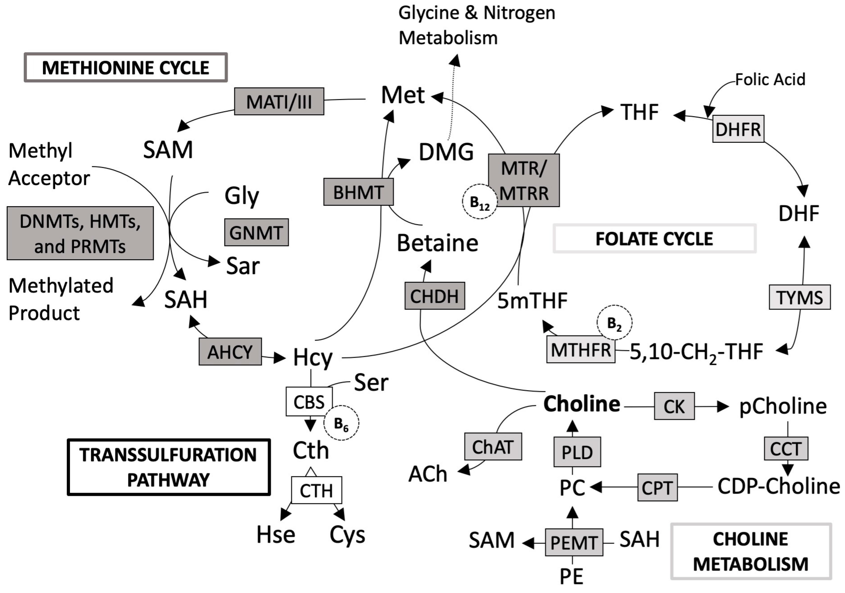 Nutrients 16 01767 g002