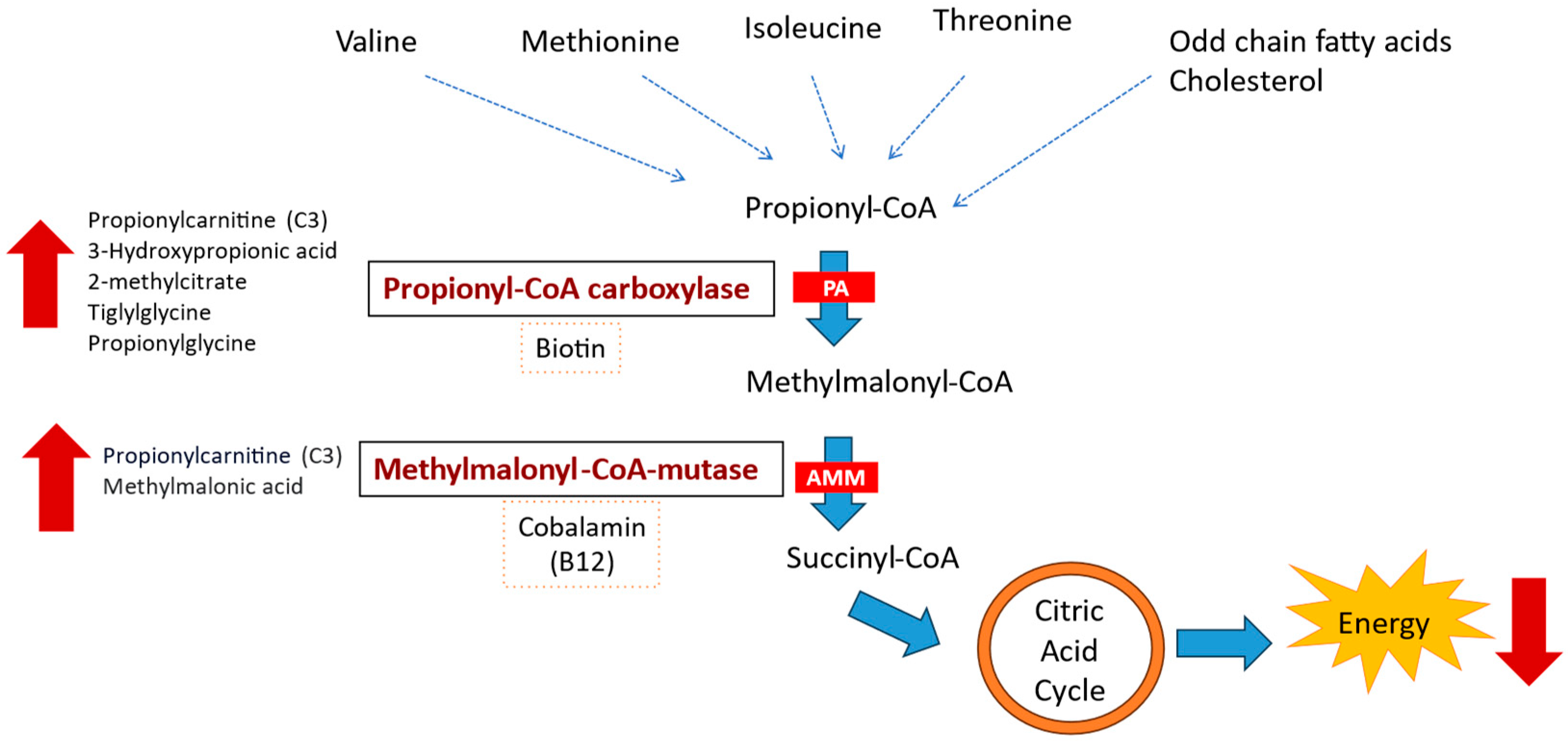 Nutrients 16 01775 g001