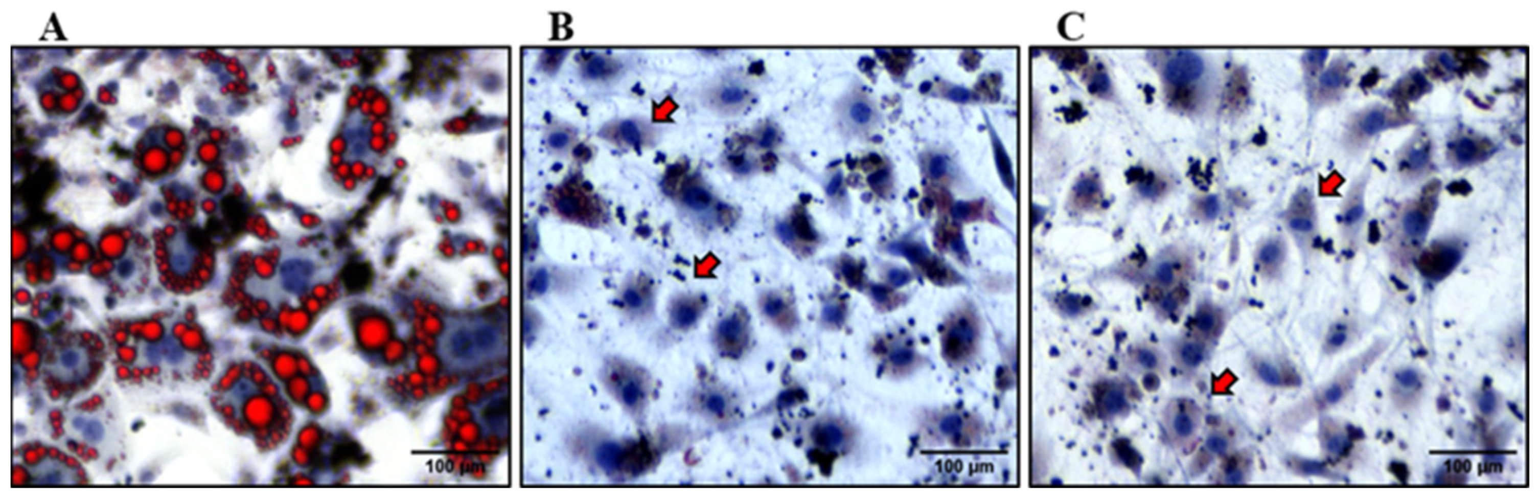 Nutrients 16 01817 g003