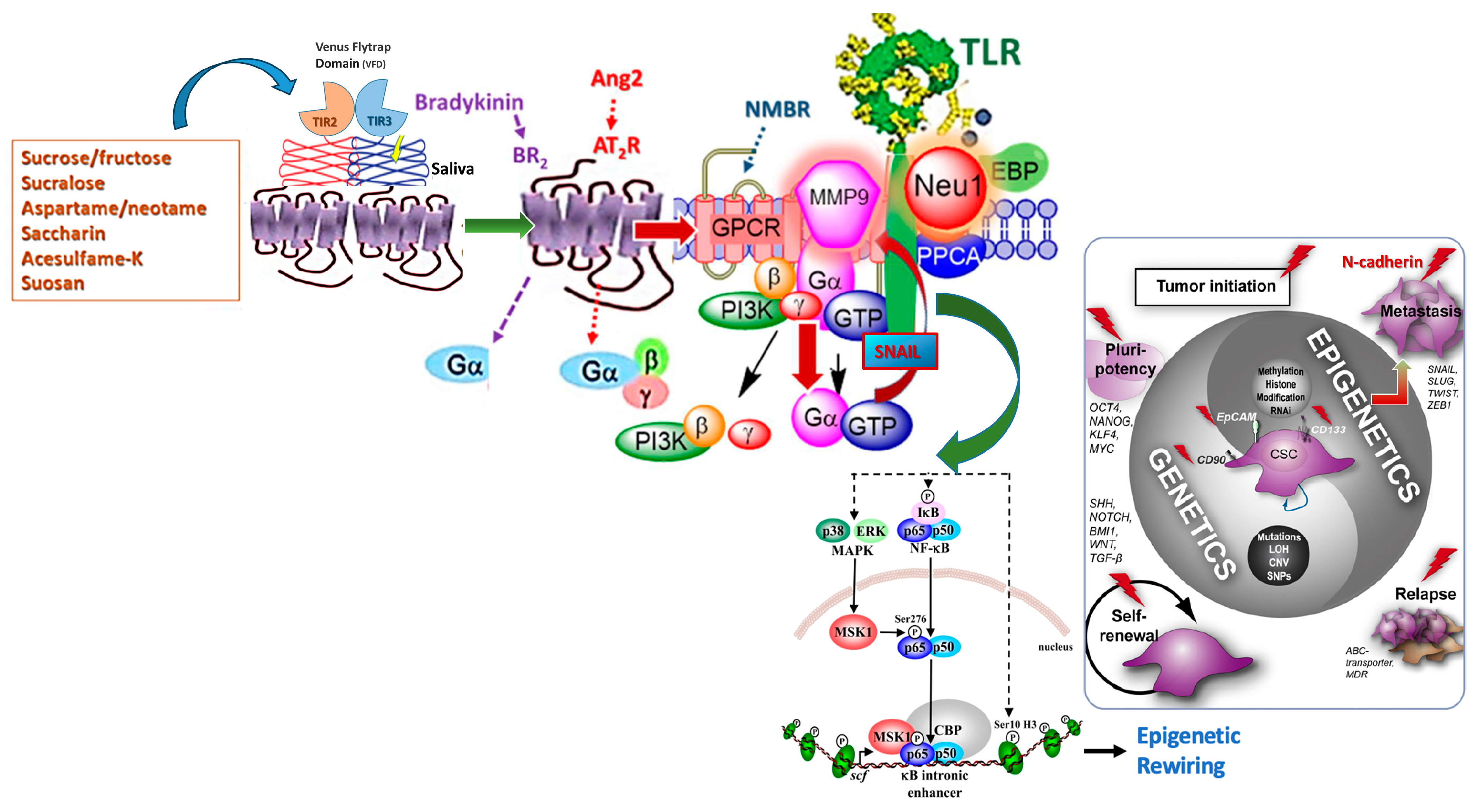 Nutrients 16 01840 g011