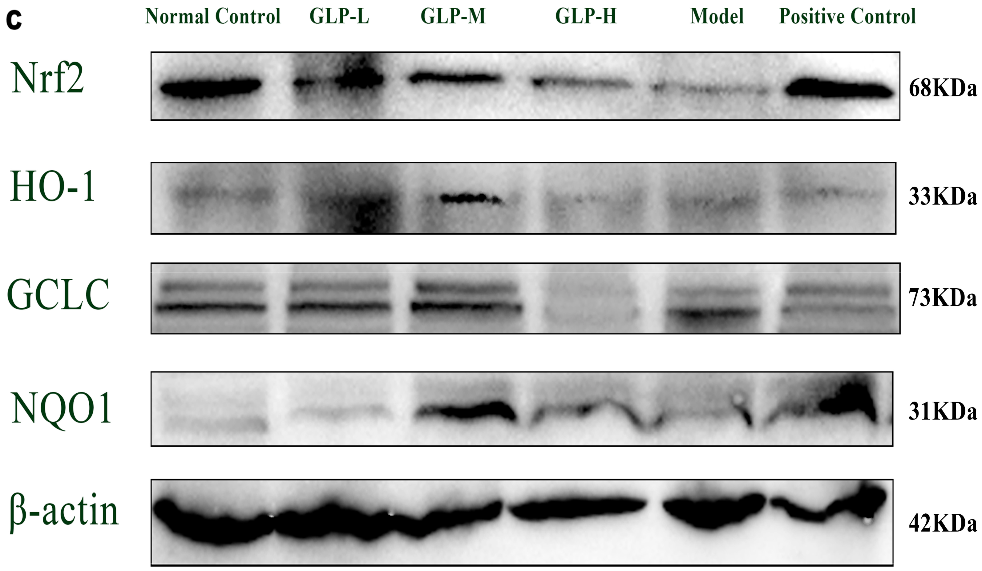 Nutrients 16 01859 g005b