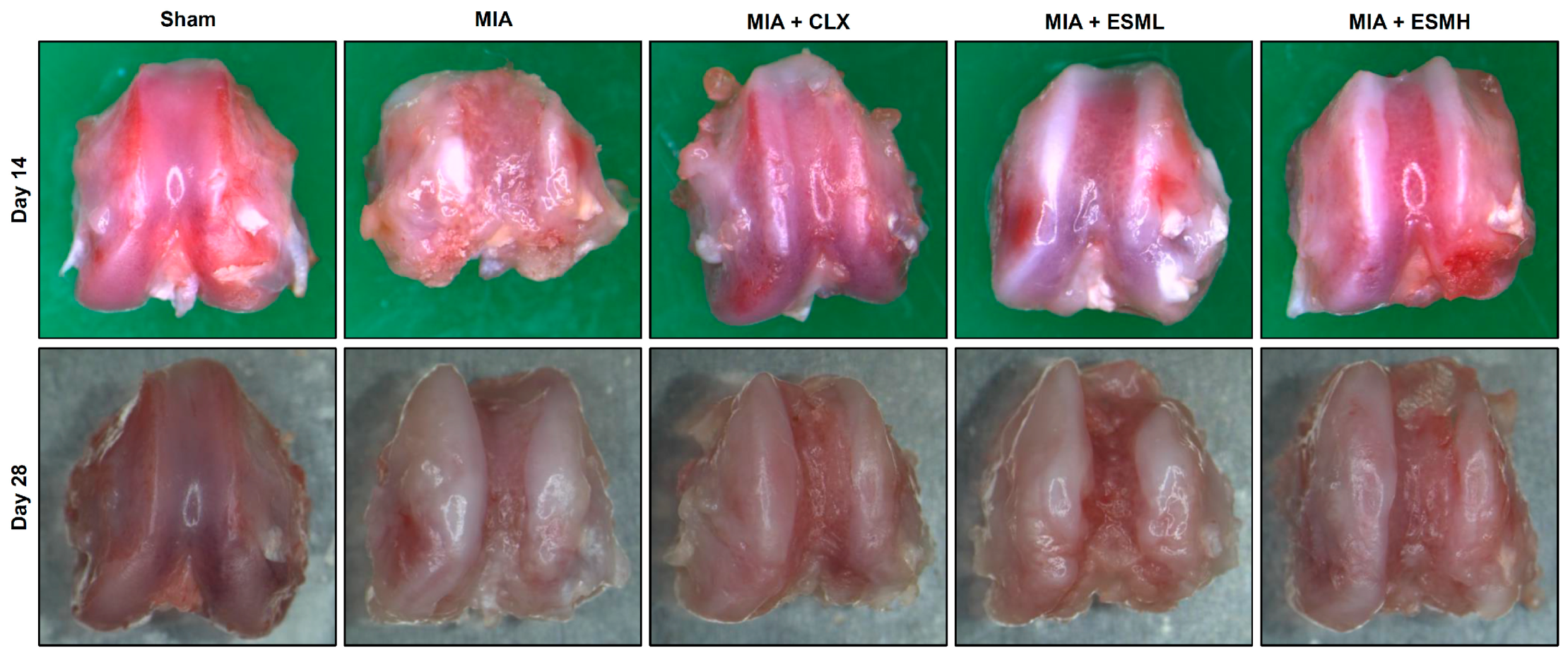 Nutrients 16 01885 g003