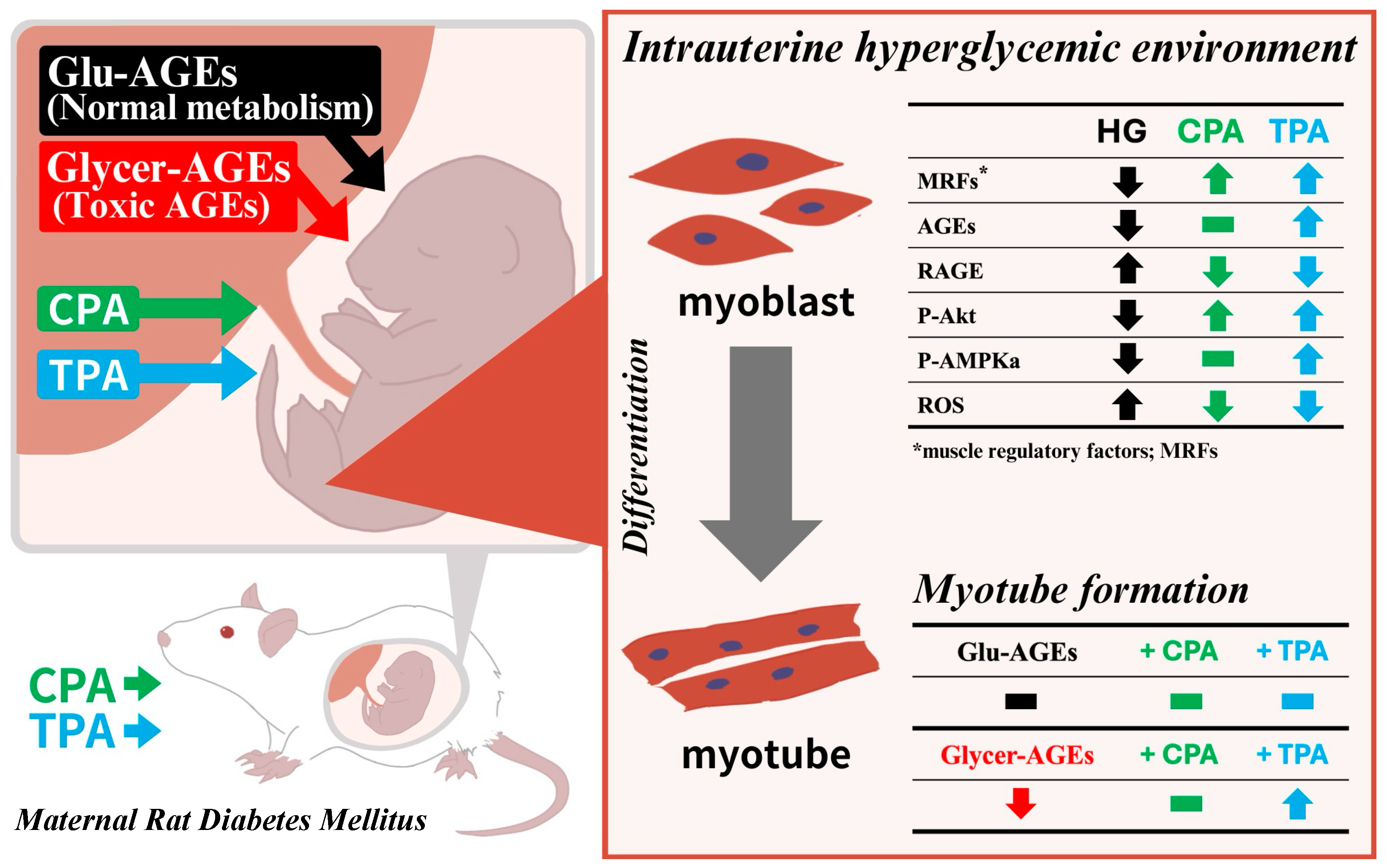 Nutrients 16 01898 g006