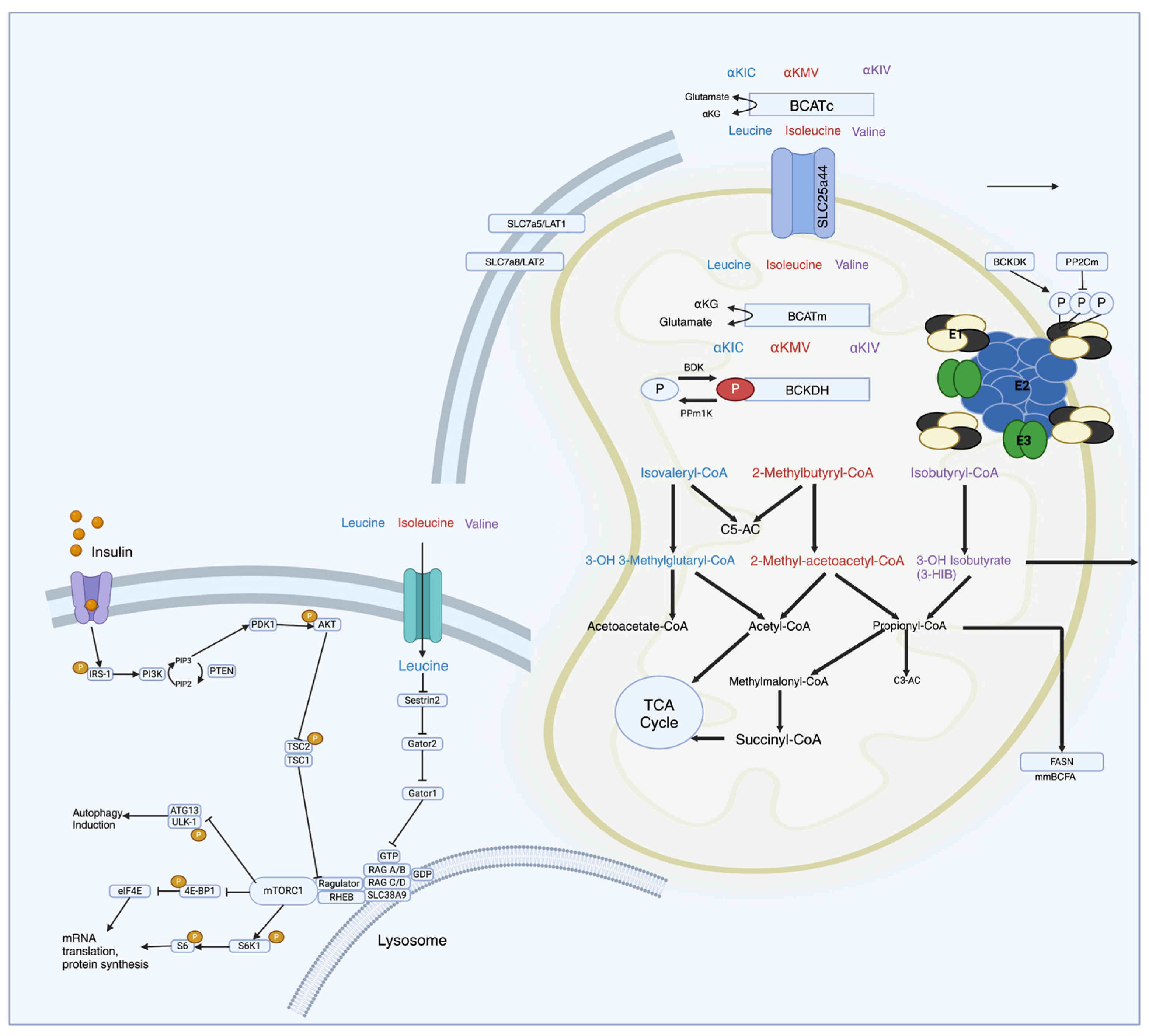 Nutrients 16 01972 g001