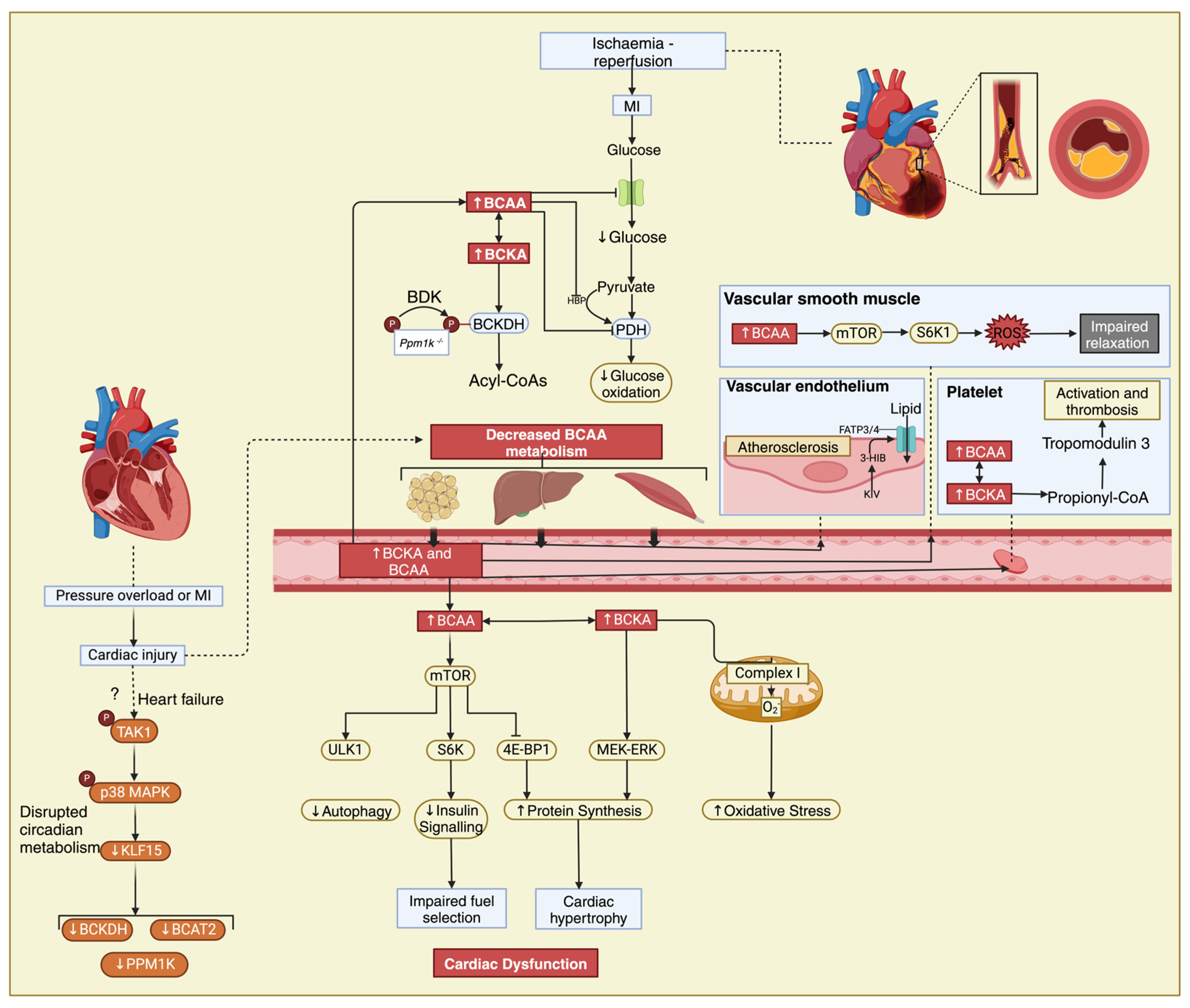 Nutrients 16 01972 g002