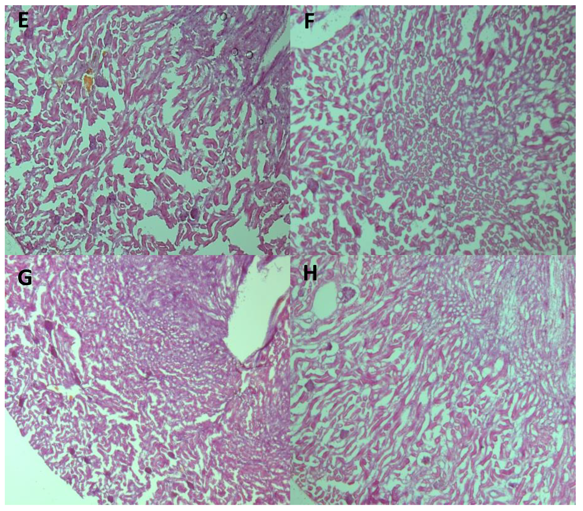 Nutrients 16 02001 g008b