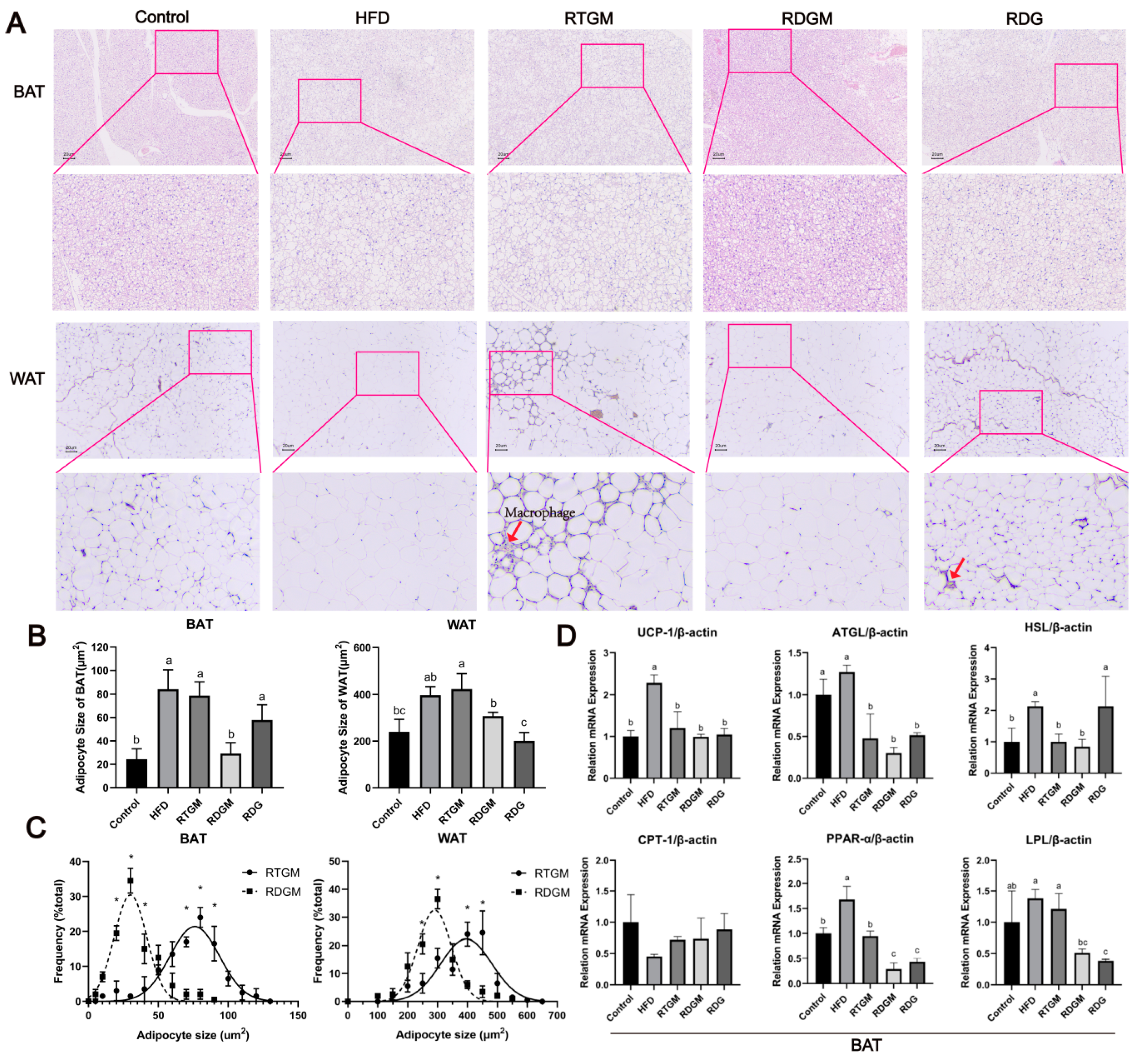 Nutrients 16 02003 g005 Nutrients 16 02003 g005