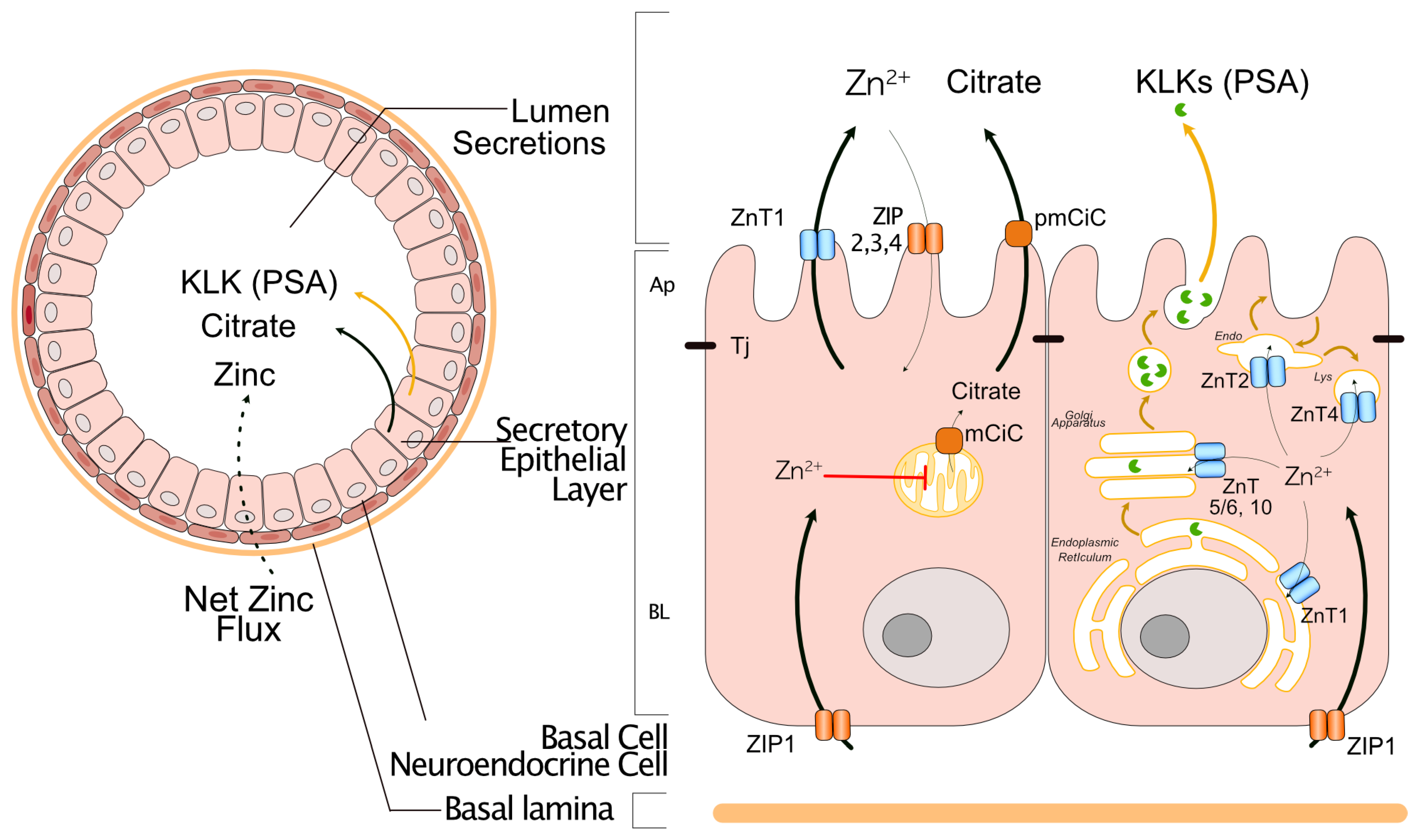 Nutrients 16 02026 g001 Nutrients 16 02026 g001
