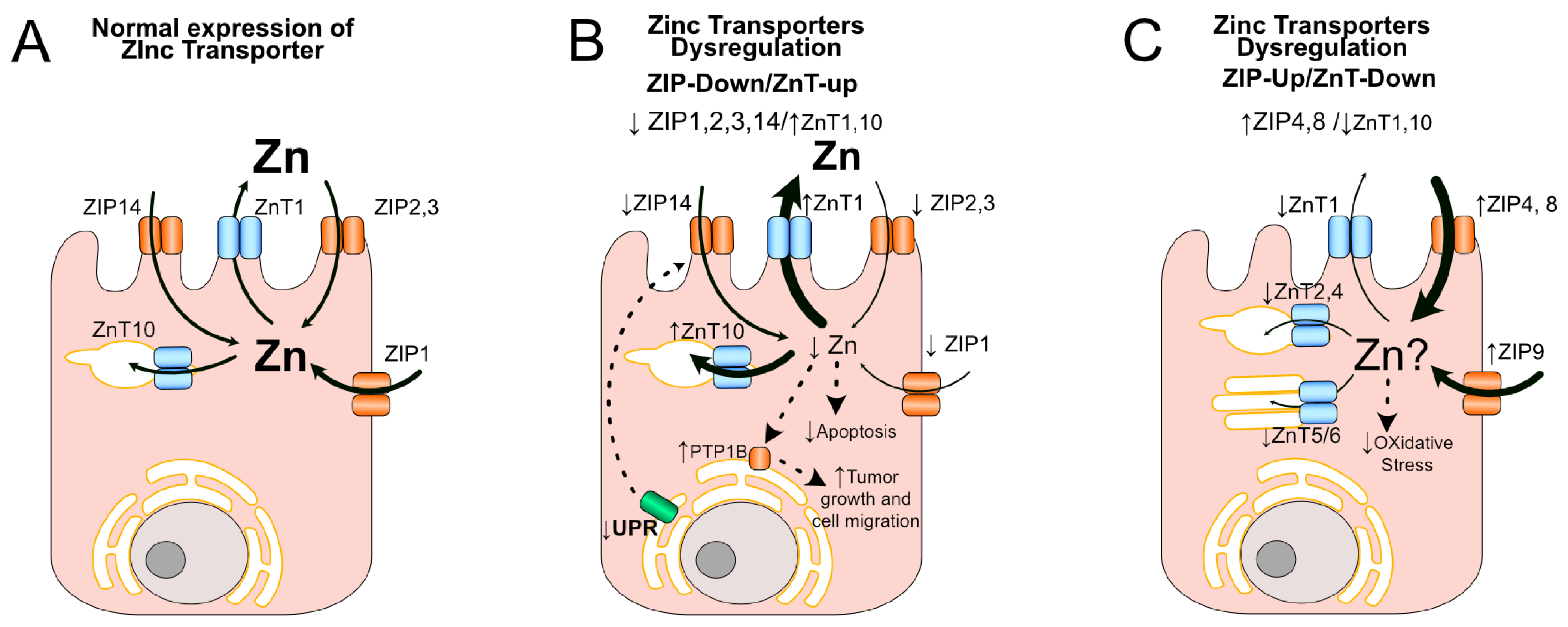 Nutrients 16 02026 g002 Nutrients 16 02026 g002