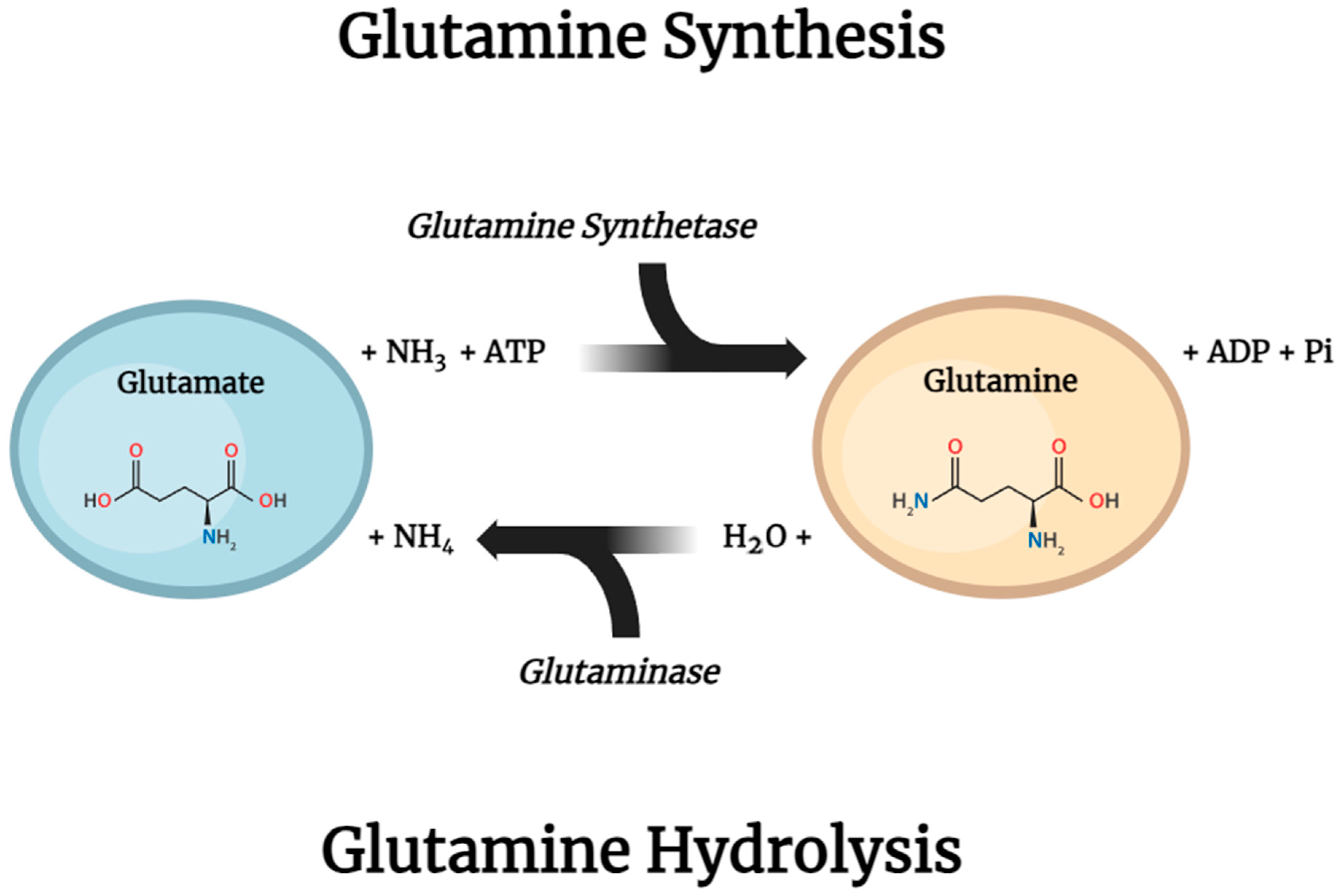 Nutrients 16 02067 g008 Nutrients 16 02067 g008