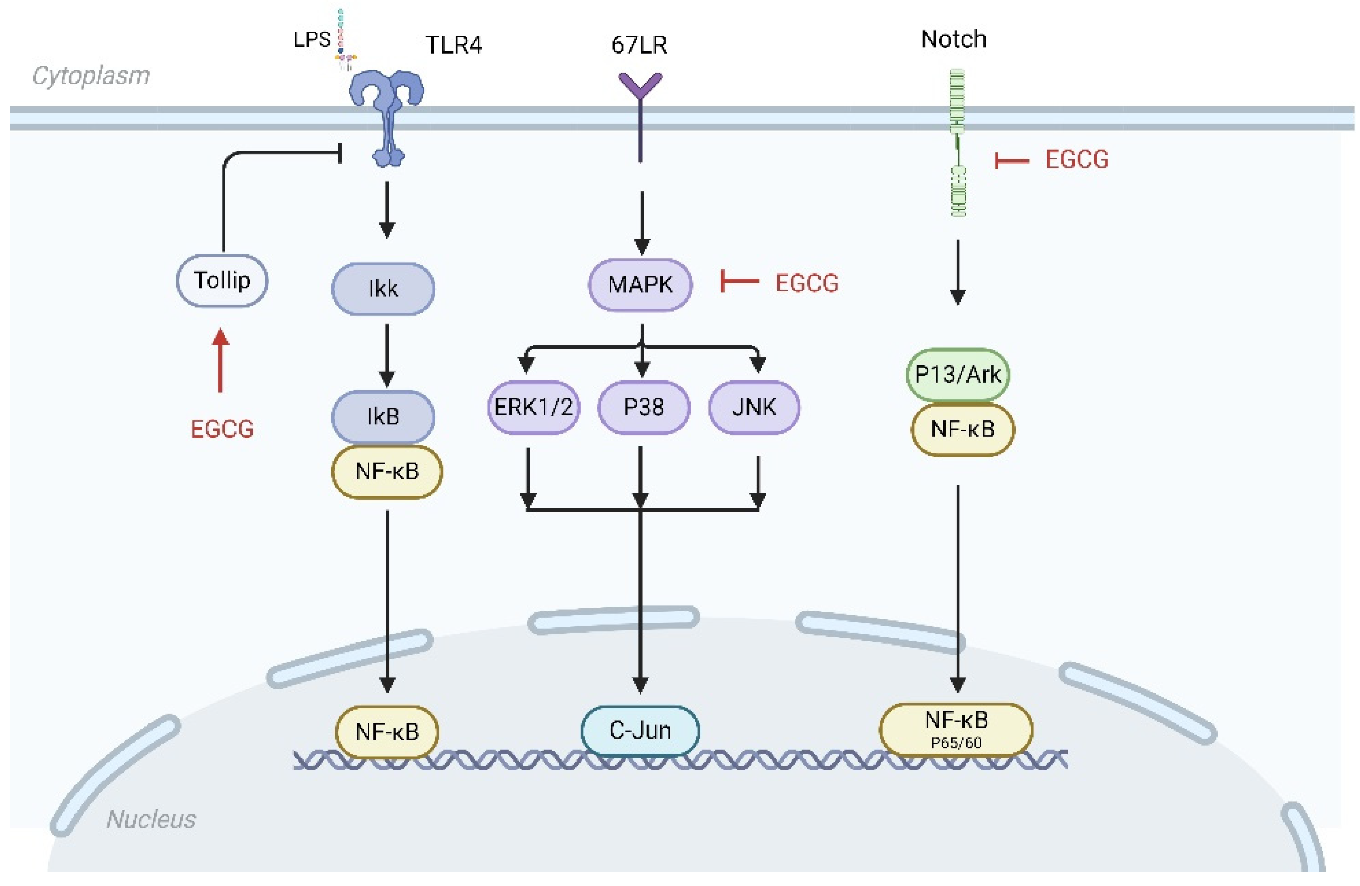 Nutrients 16 02074 g004