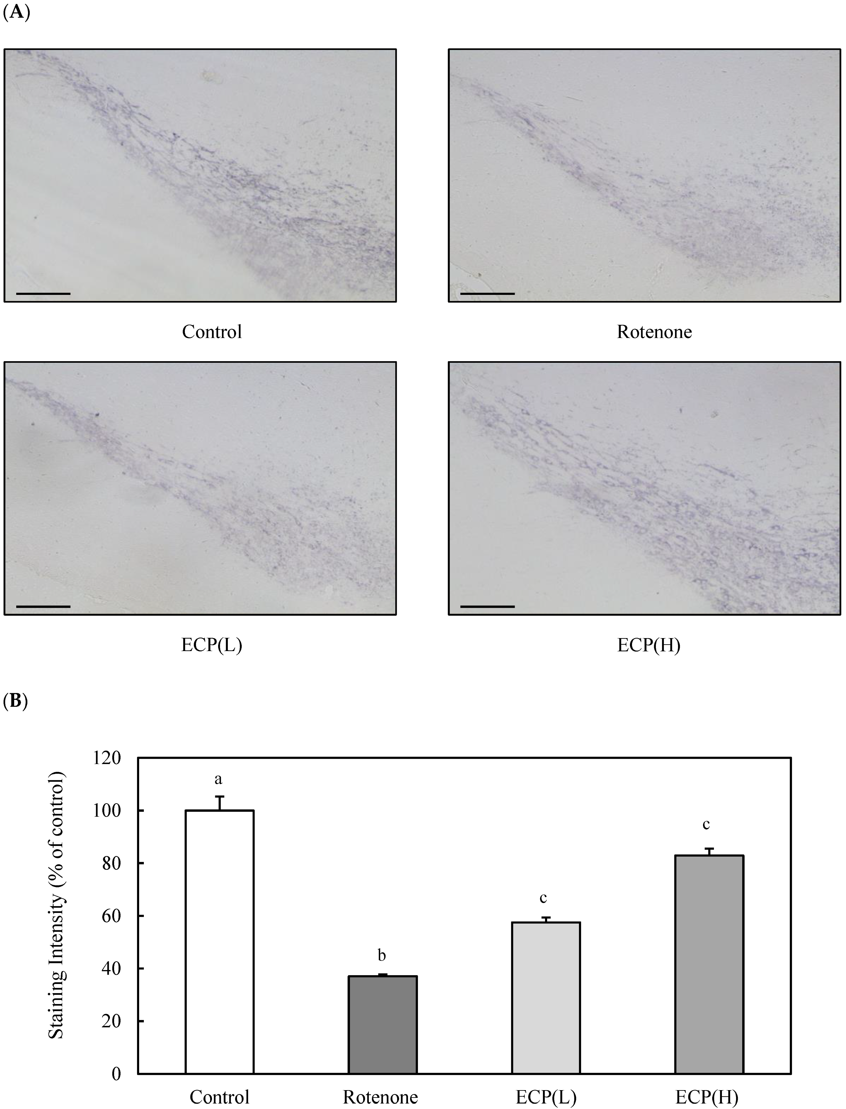 Nutrients 16 02076 g011 Nutrients 16 02076 g011