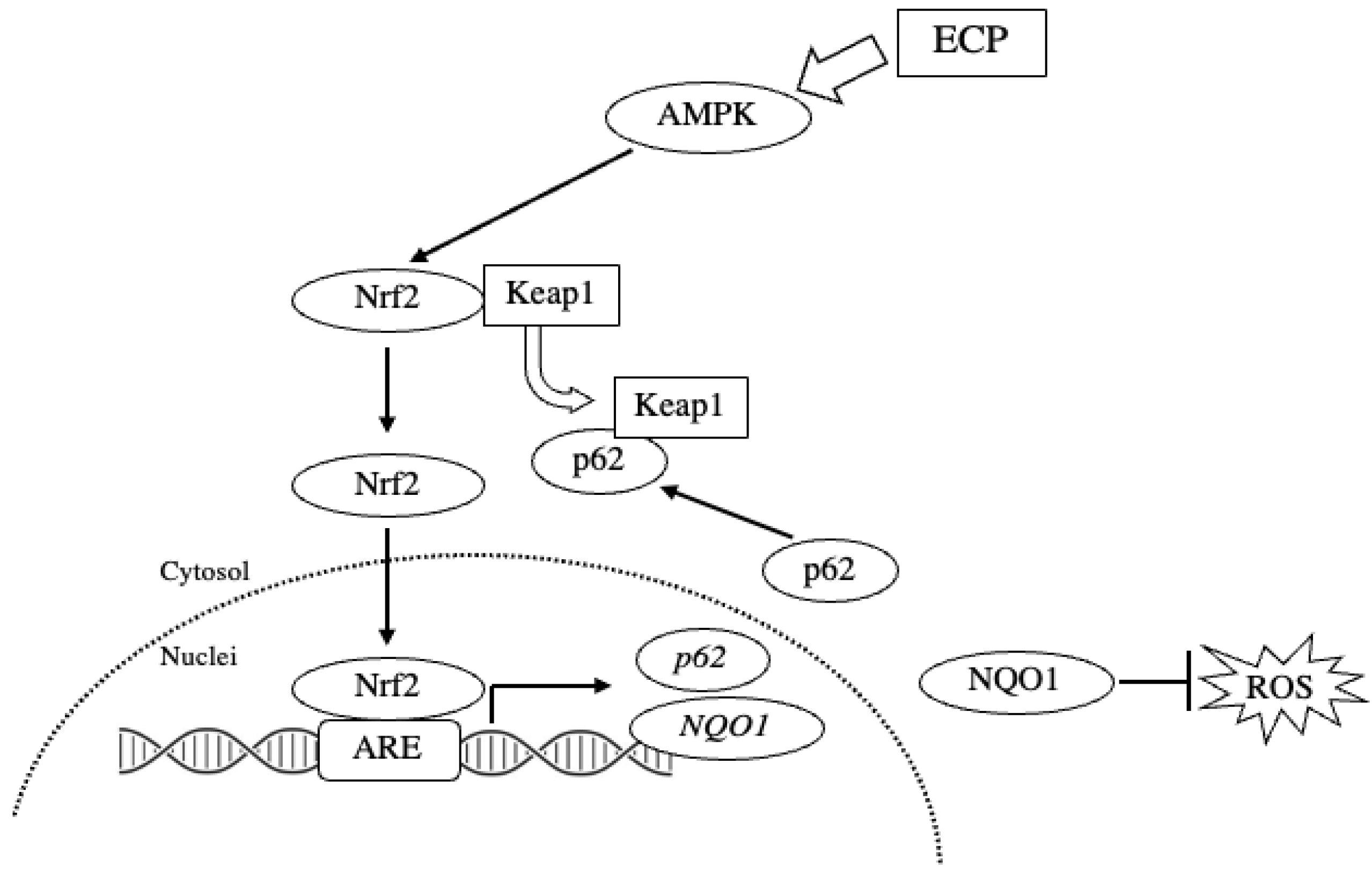 Nutrients 16 02076 sch002 Nutrients 16 02076 sch002
