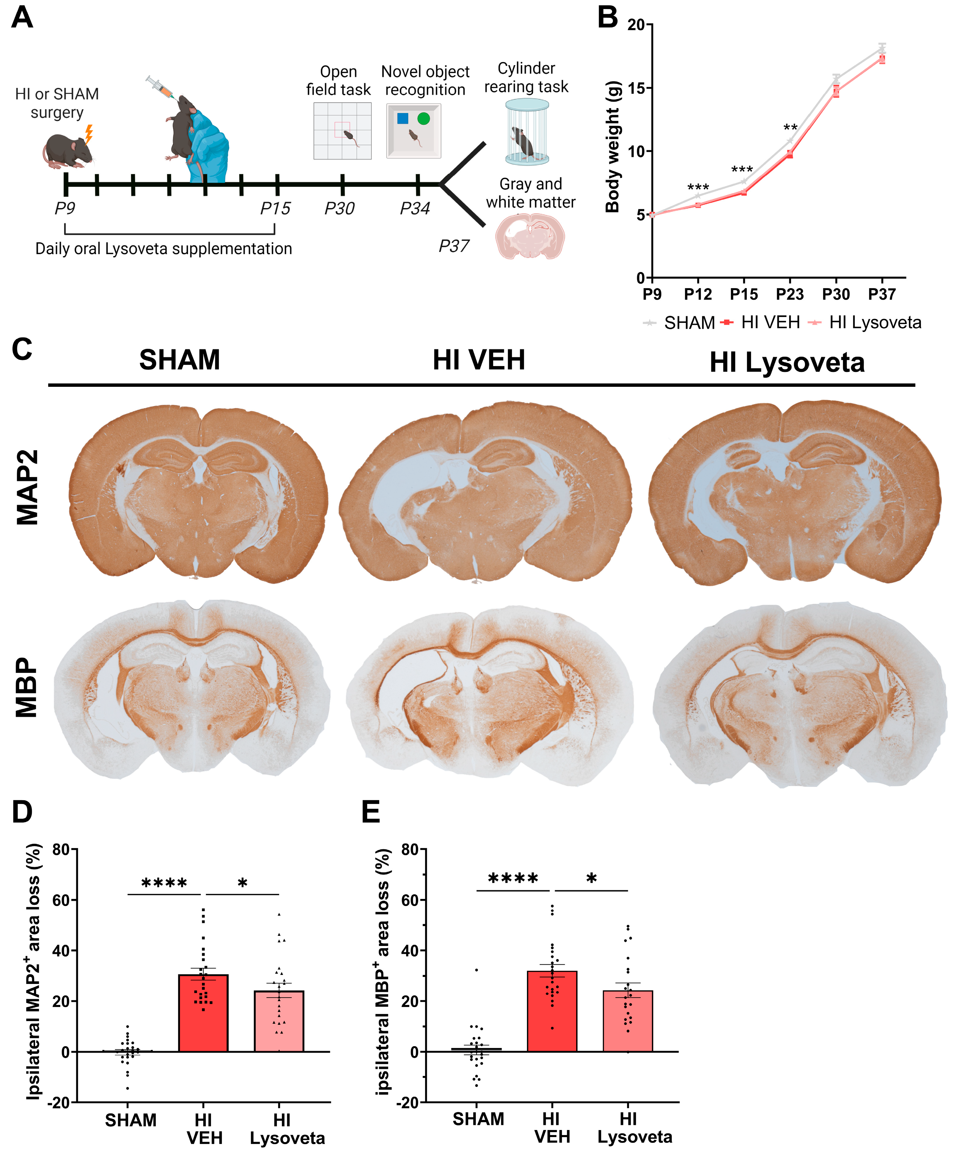 Nutrients 16 02252 g001