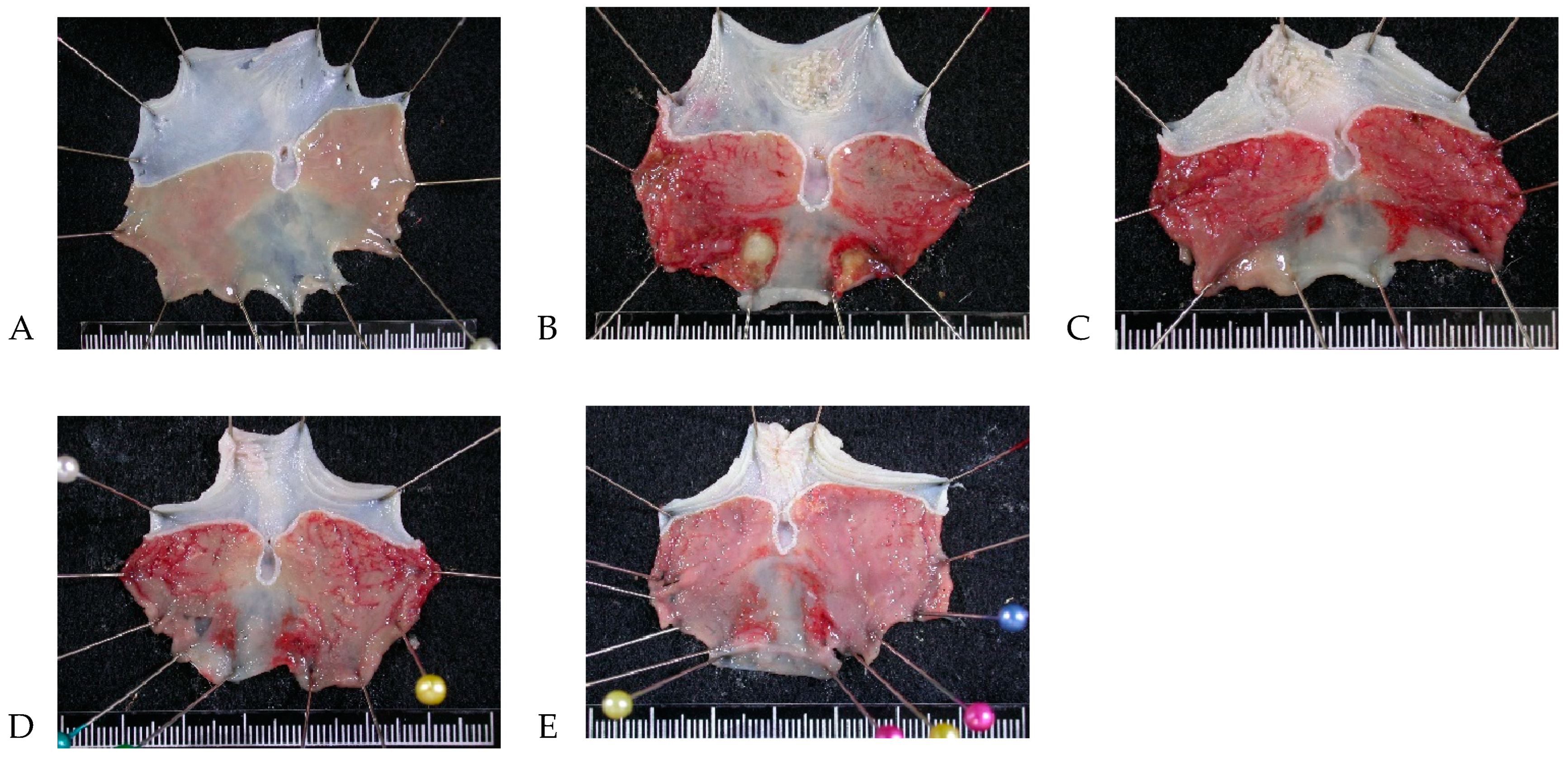 Nutrients 16 02297 g002