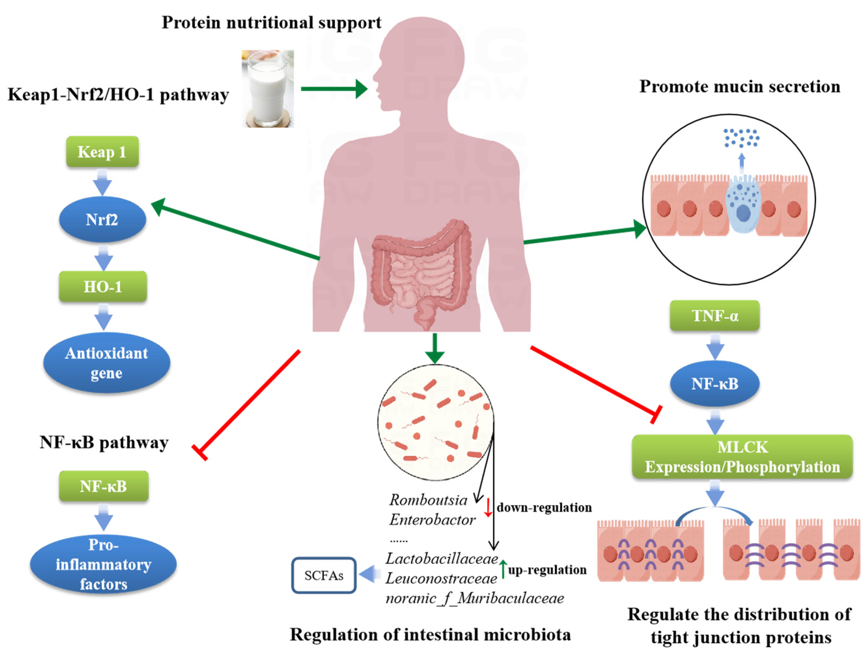 Nutrients 16 02302 g001