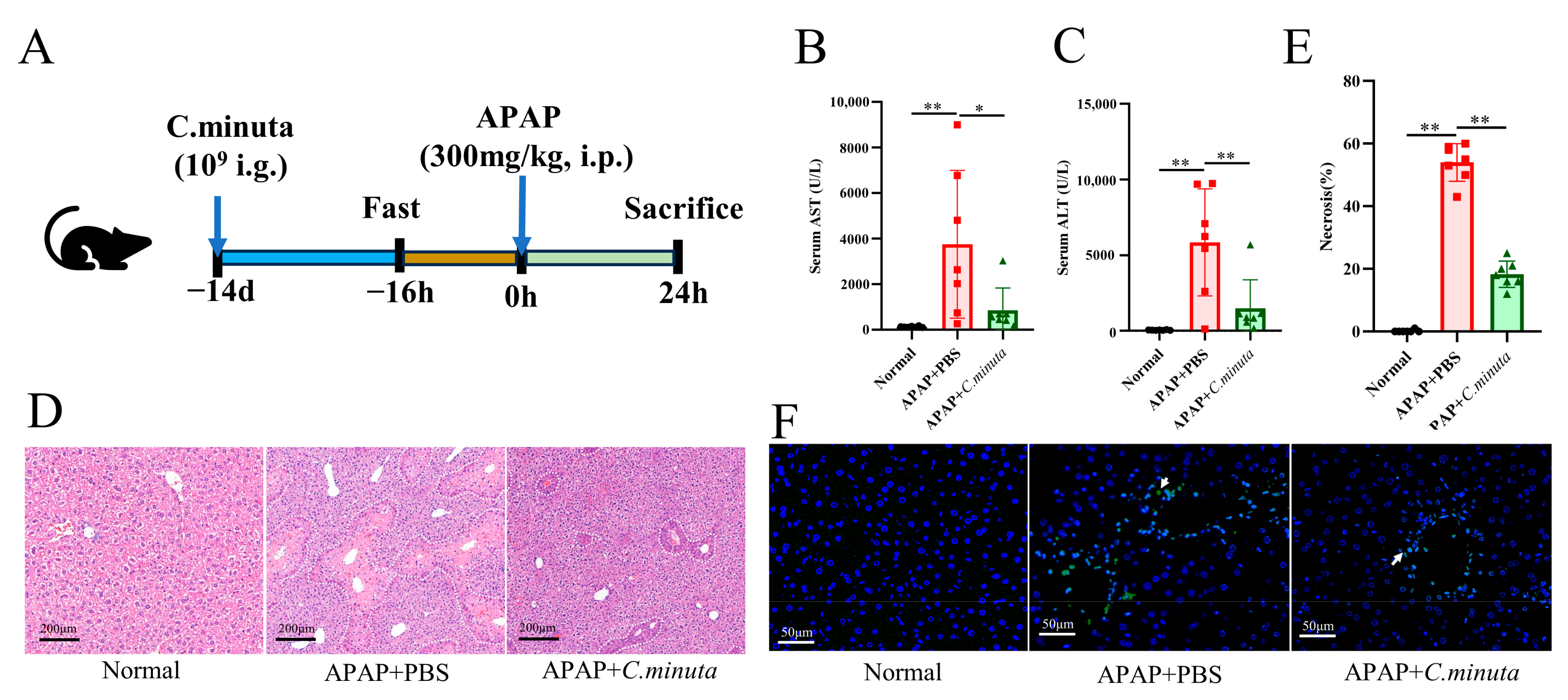Nutrients 16 02314 g001