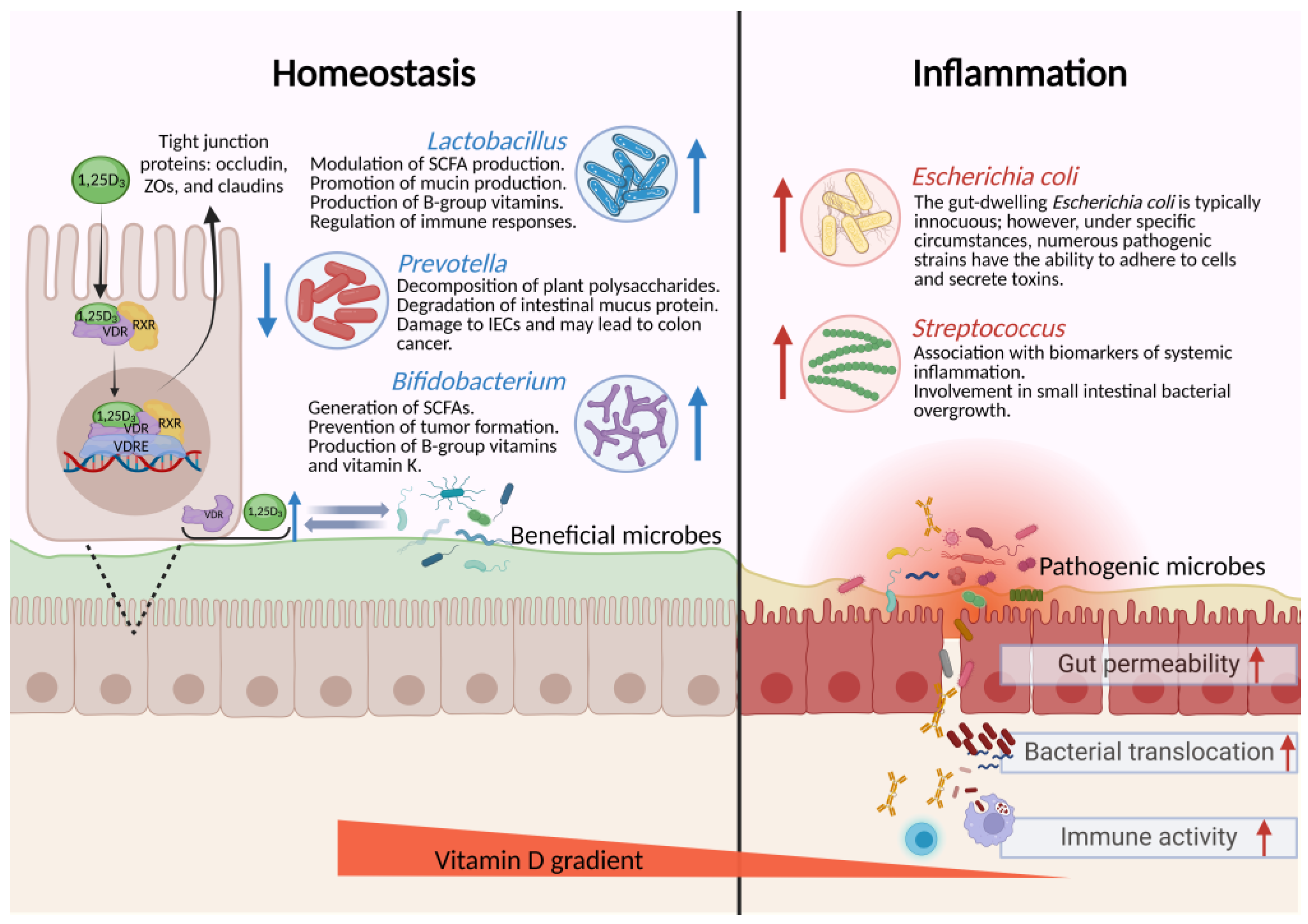 Nutrients 16 02352 g002