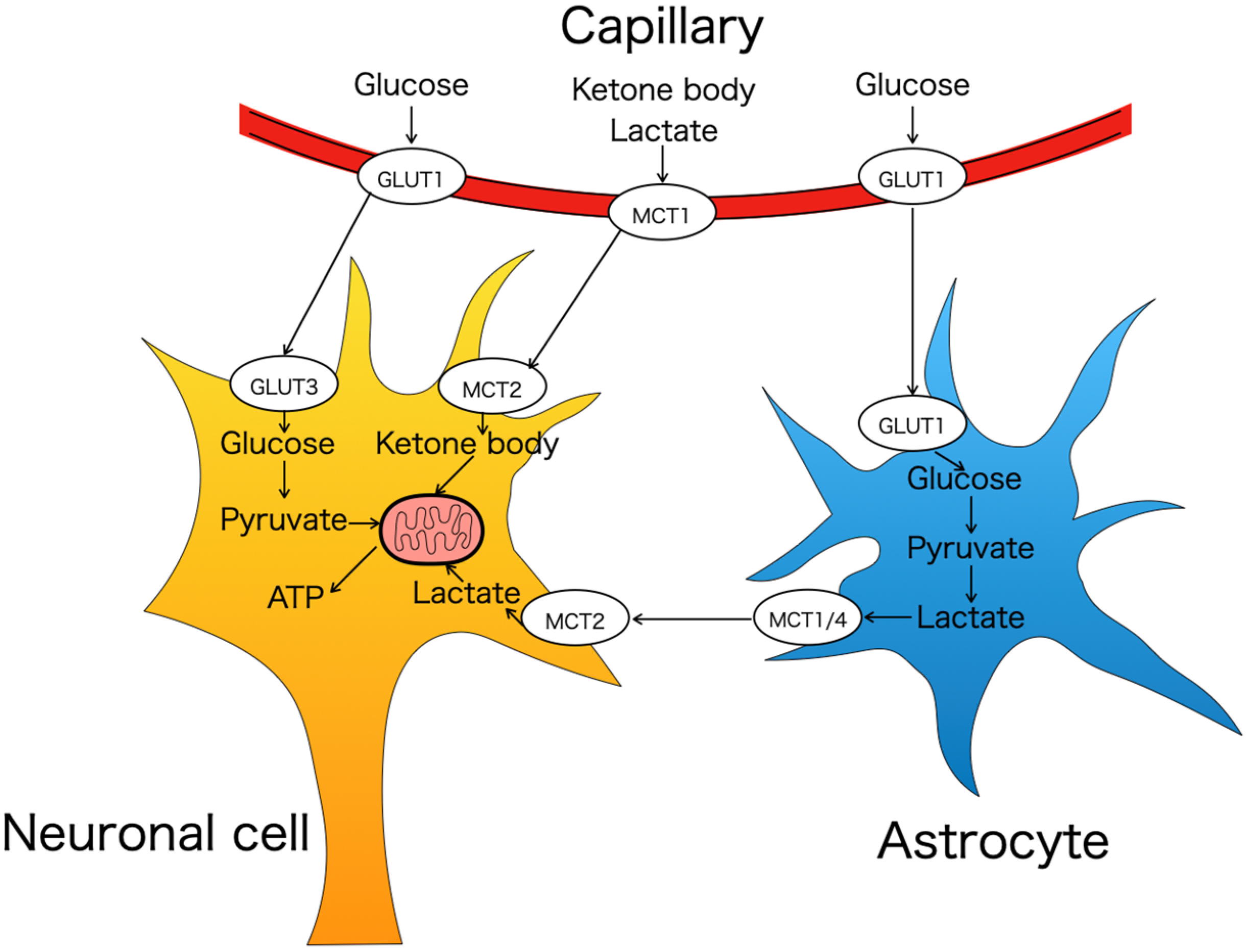 Nutrients 16 02363 g001