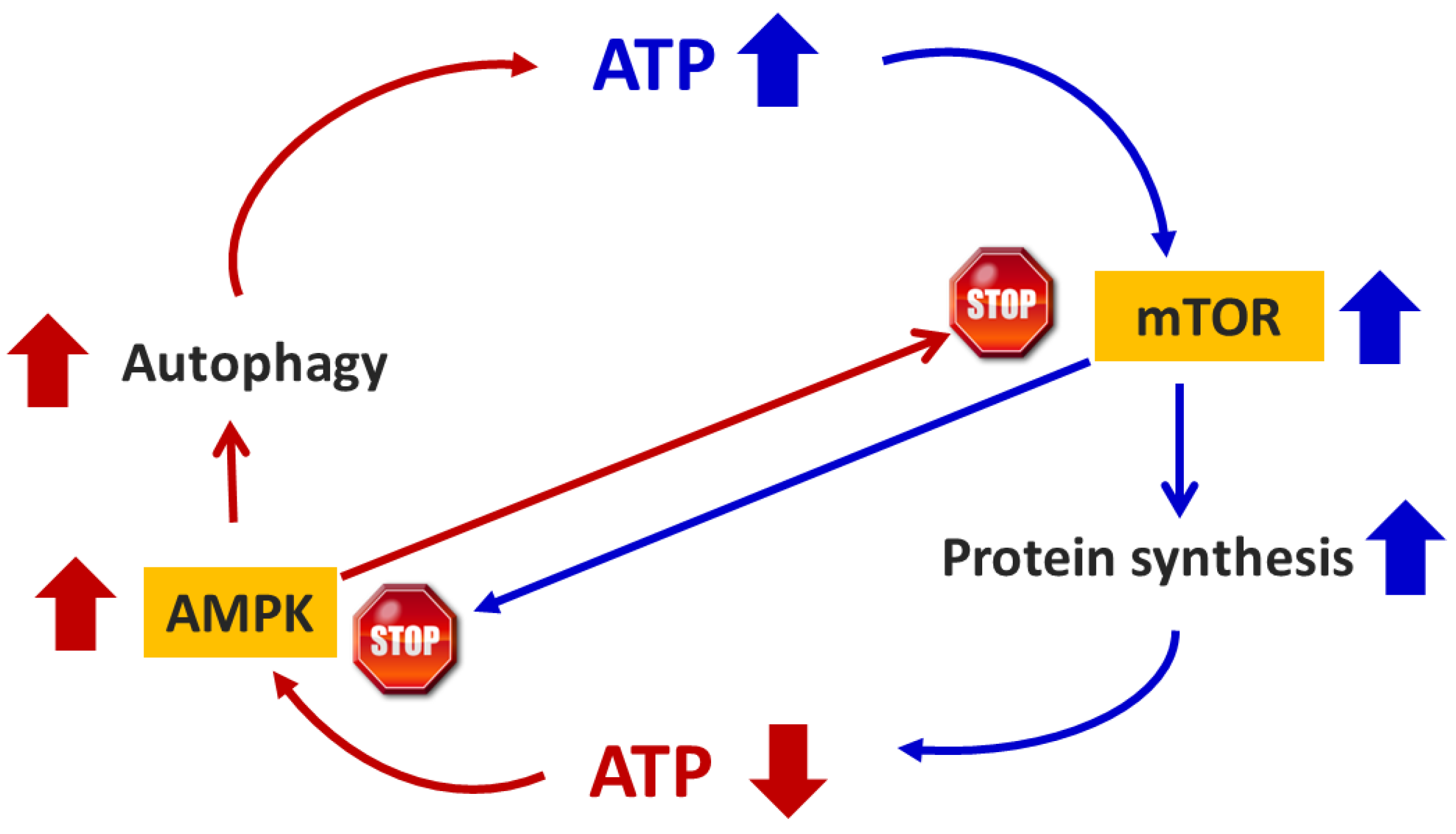 Nutrients 16 02417 g001