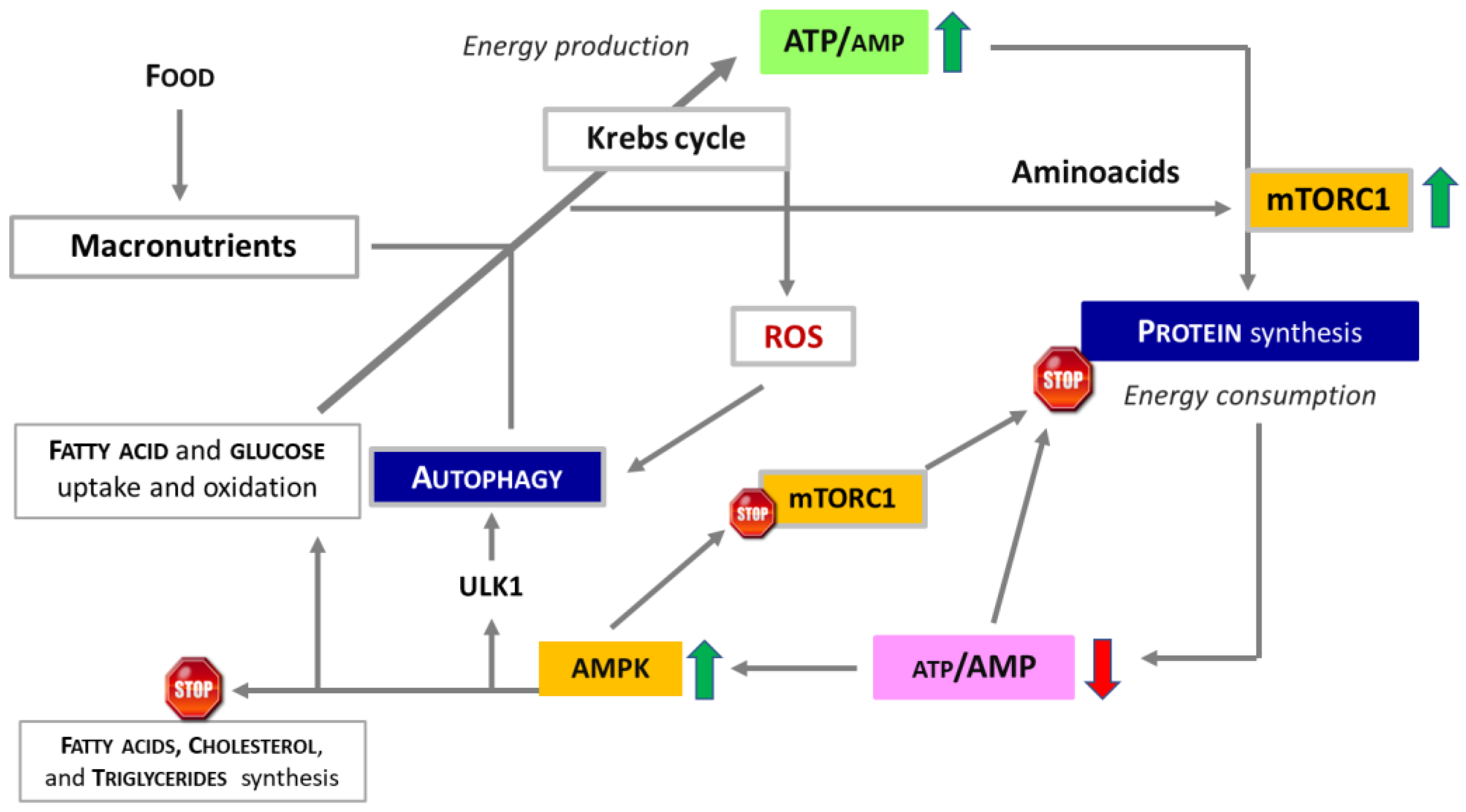 Nutrients 16 02417 g002