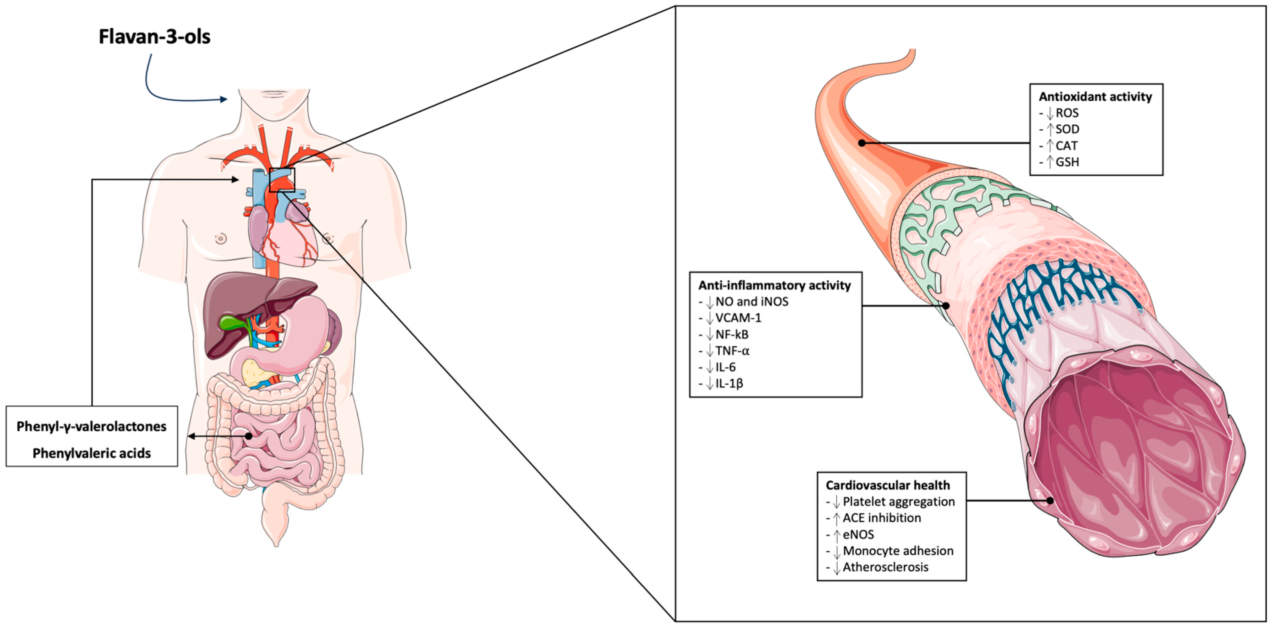Nutrients 16 02471 g001