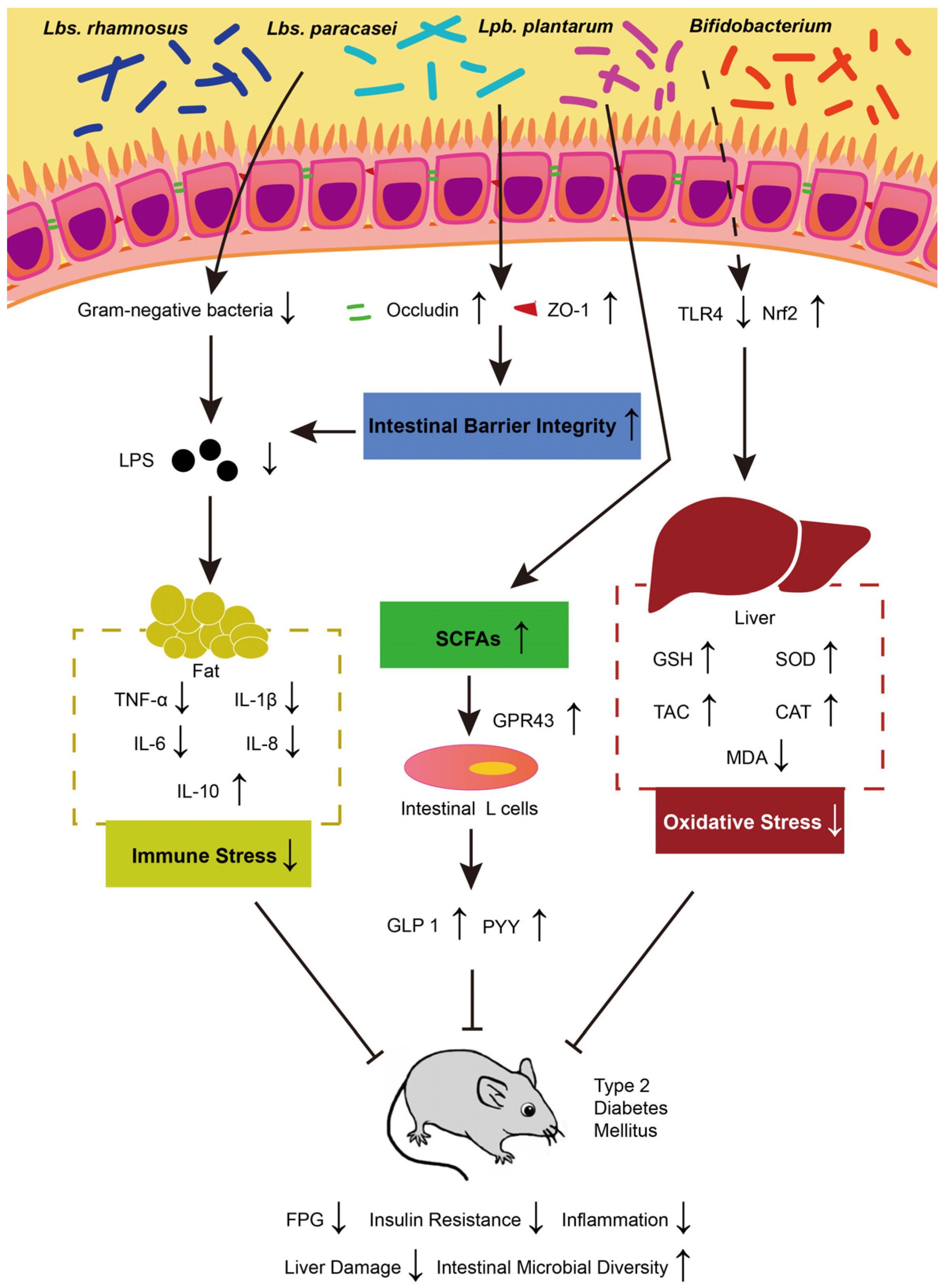 Nutrients 16 02494 g001