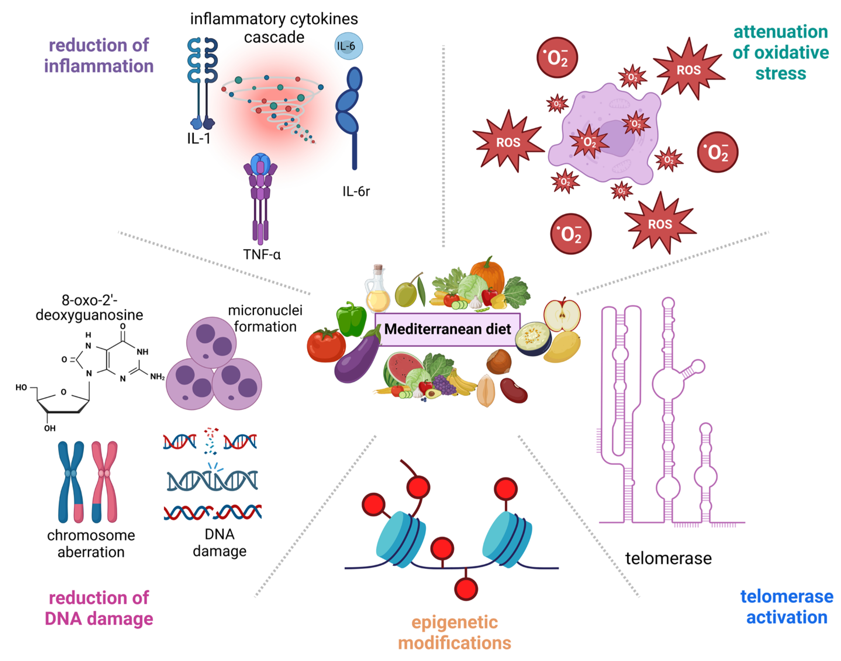 Nutrients 16 02525 g002