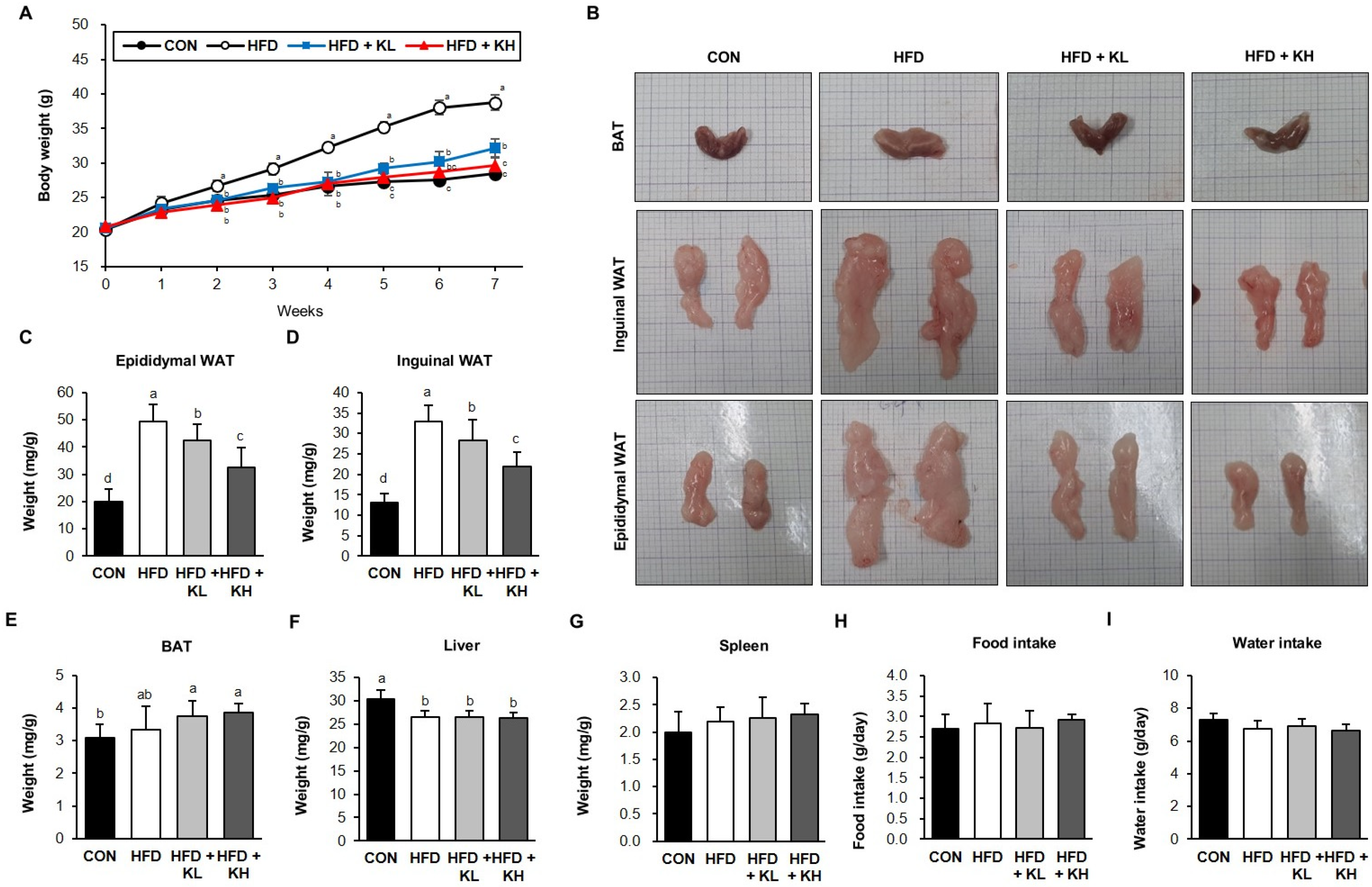 Nutrients 16 02570 g001 Nutrients 16 02570 g001