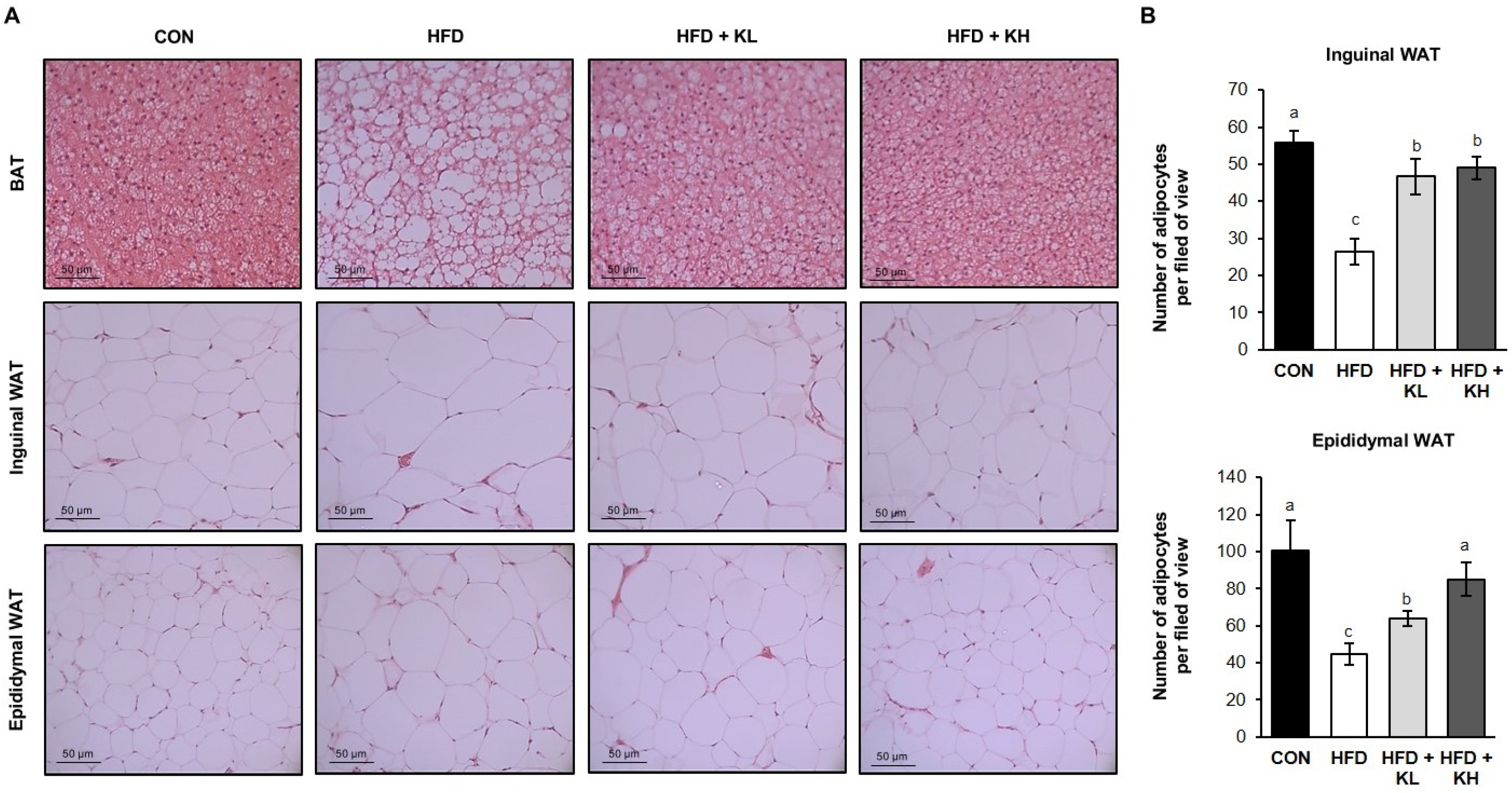 Nutrients 16 02570 g002 Nutrients 16 02570 g002