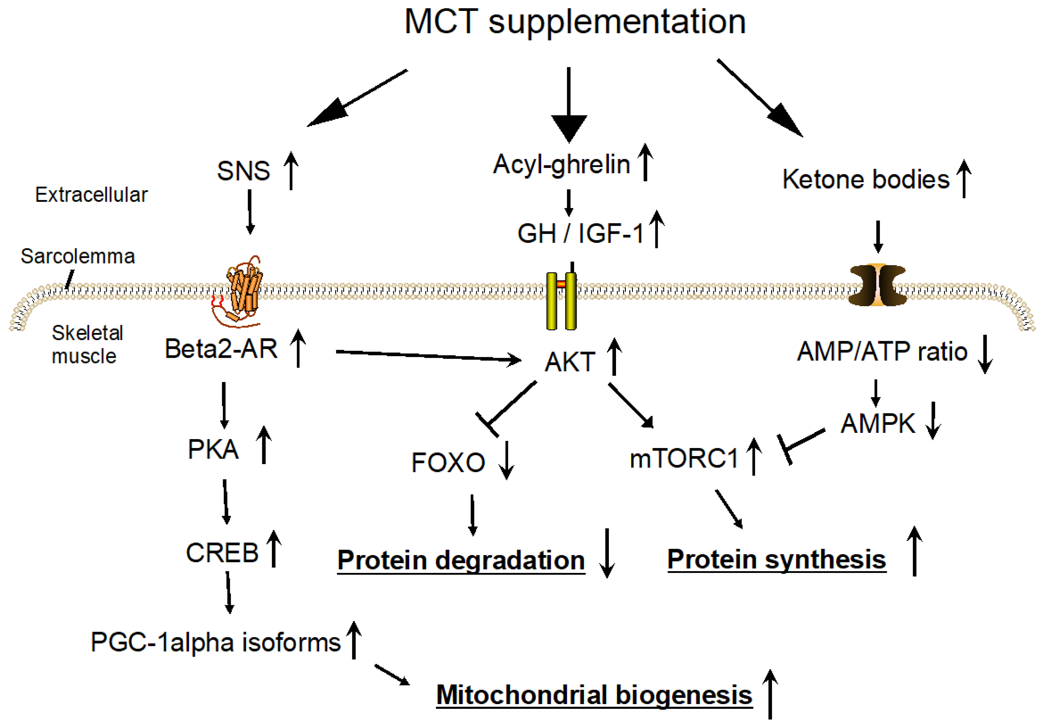 Nutrients 16 02606 g001