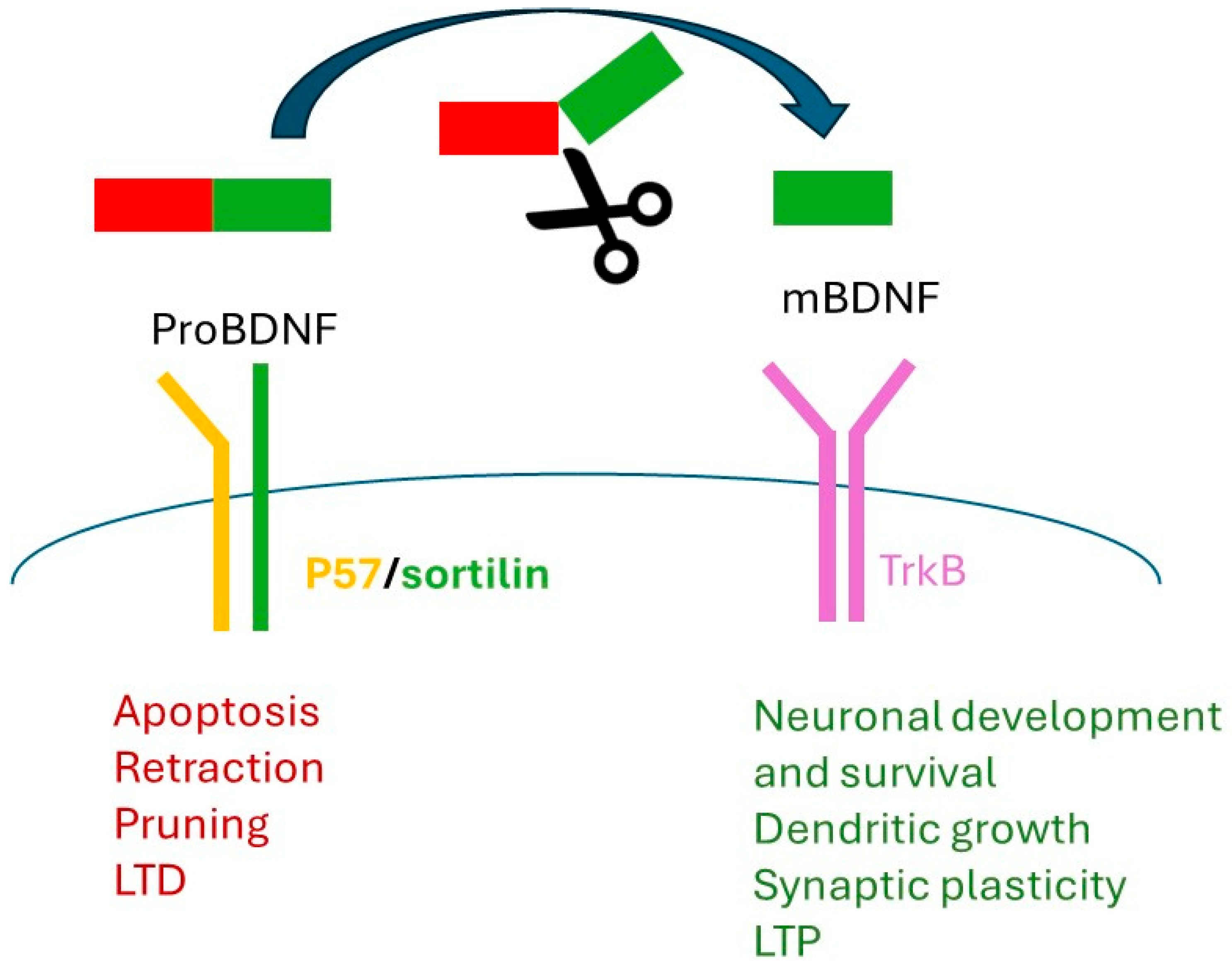Nutrients 16 02617 g002