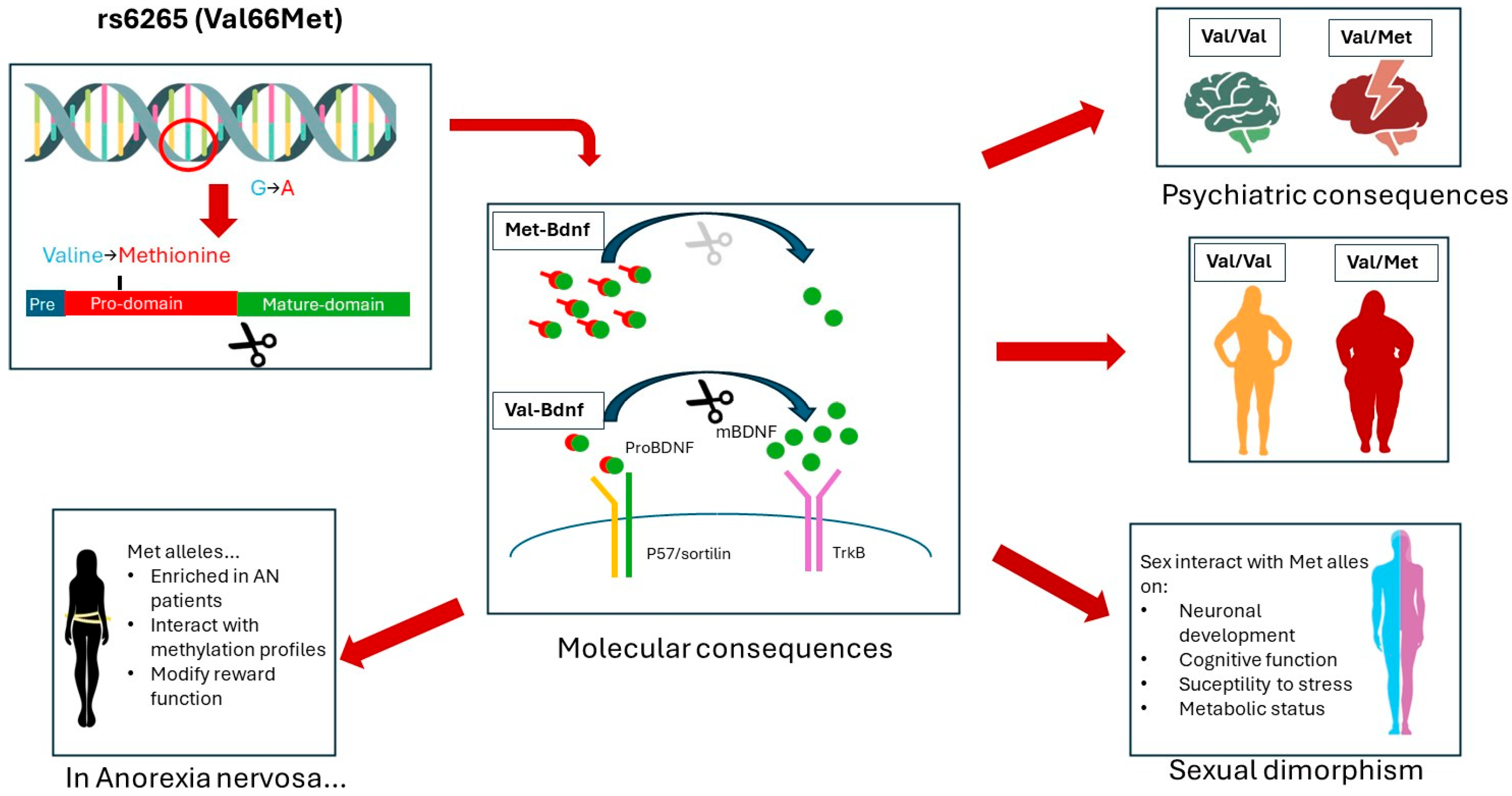 Nutrients 16 02617 g003