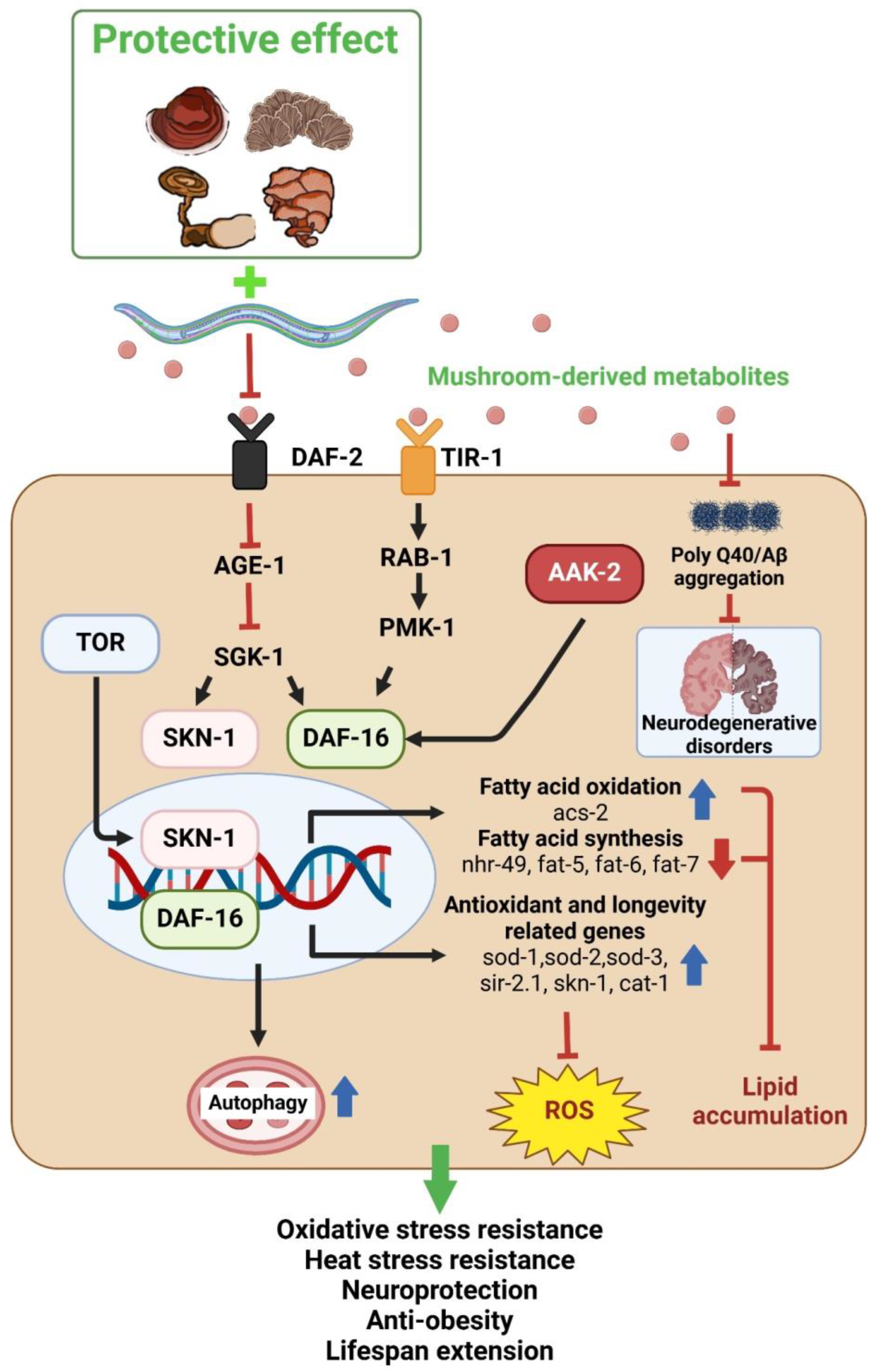 Nutrients 16 02682 g002