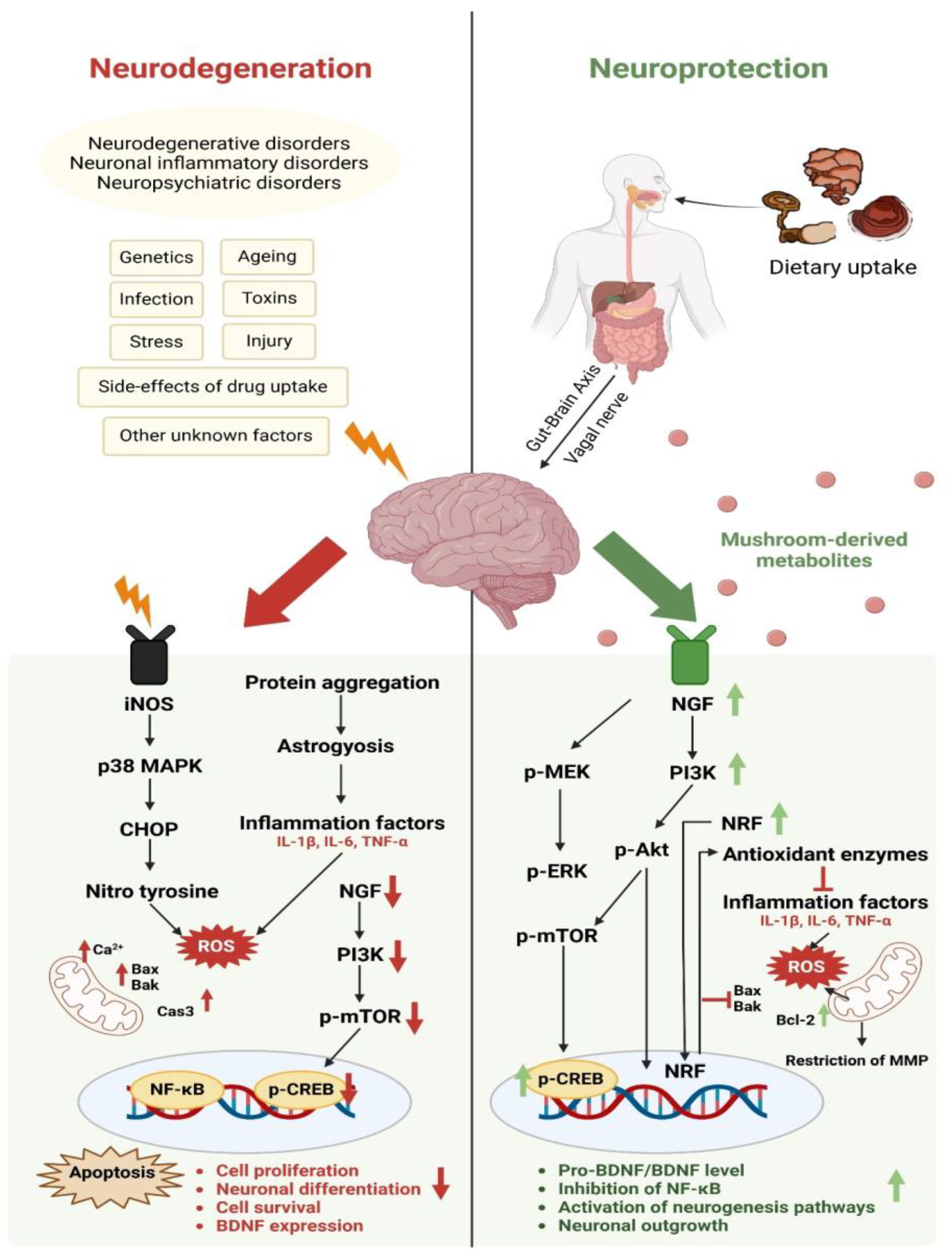 Nutrients 16 02682 g003