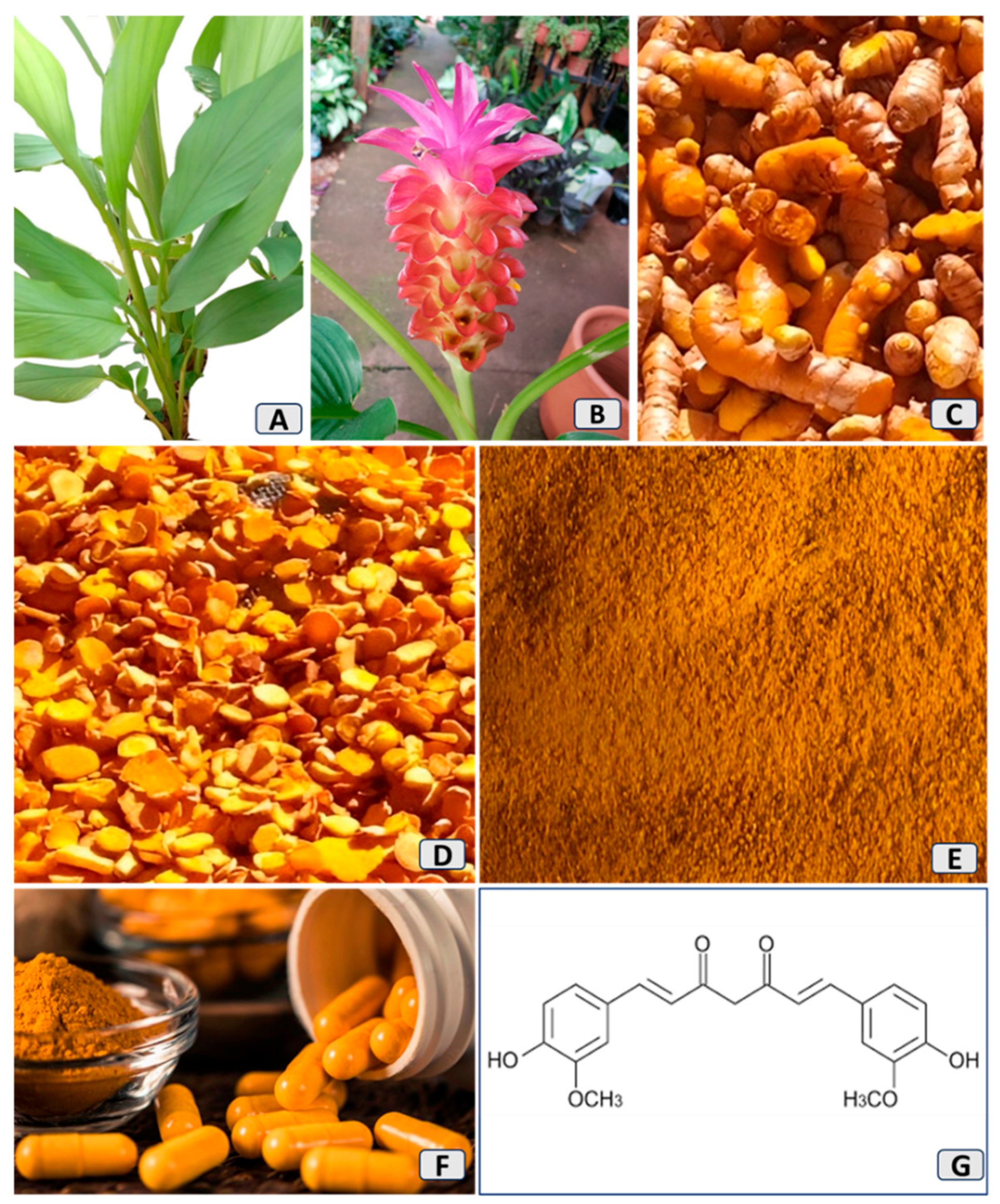 Nutrients 16 02721 g001