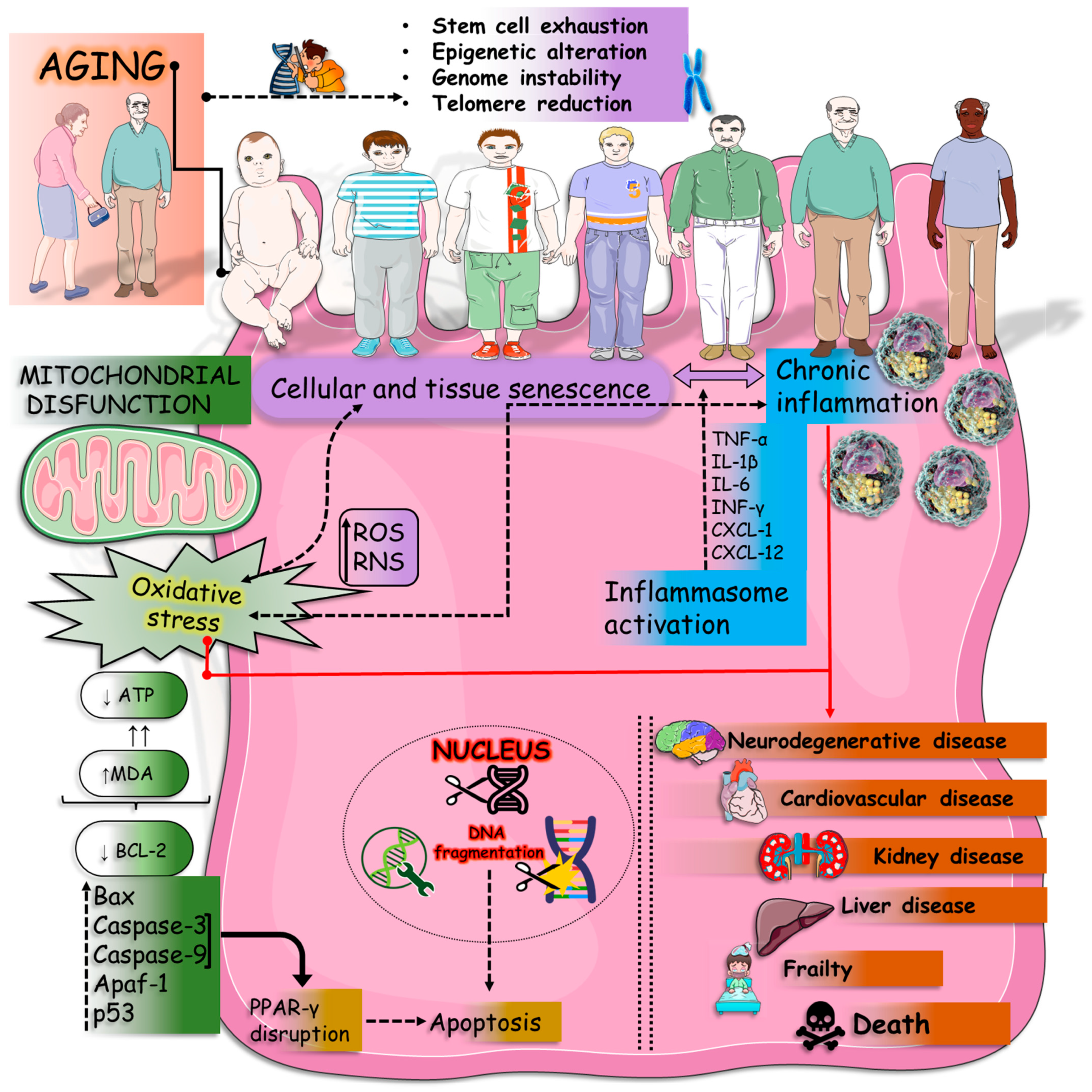 Nutrients 16 02721 g003