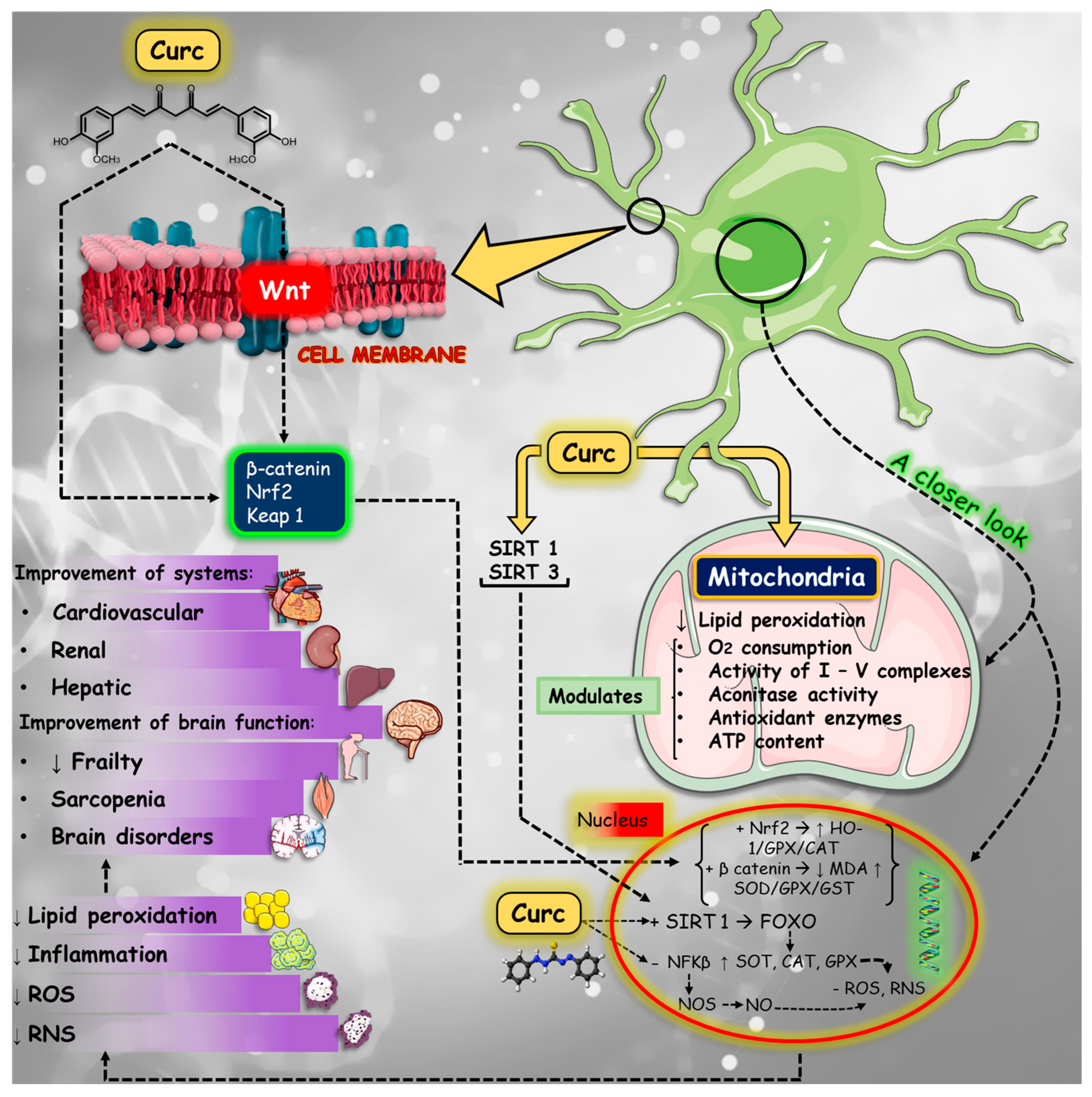 Nutrients 16 02721 g005